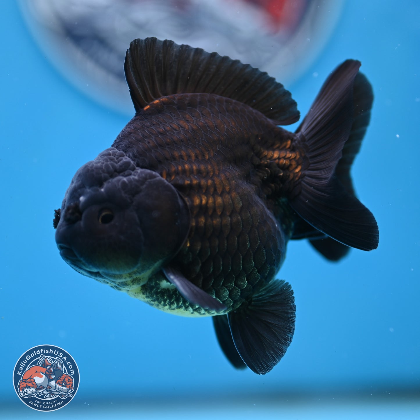 Shogun Jet Black Oranda 3.25 inches Body - Male (250328_OR17)