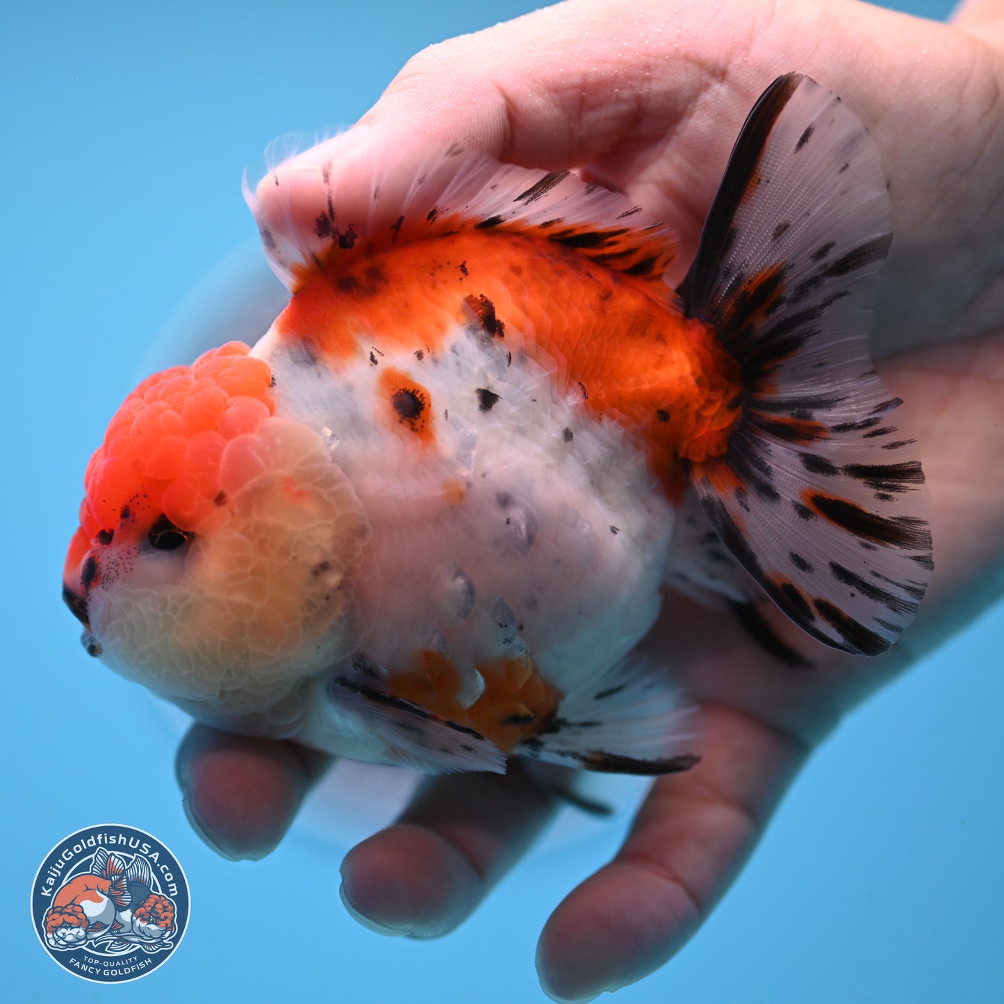 Shogun Calico Oranda 3.75 inches Body - Male (250207_OR17)