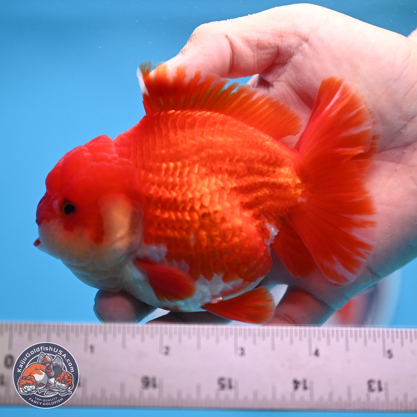 Red White YuanBao Oranda 3.5 inches Body - Male (250307_OR17)