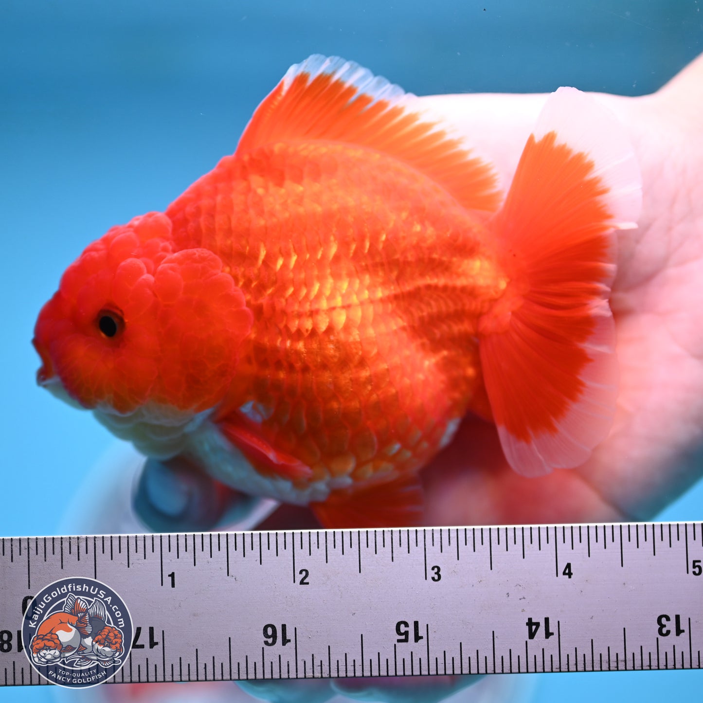 Red White YuanBao Oranda 4.5 inches (241018_OR17)