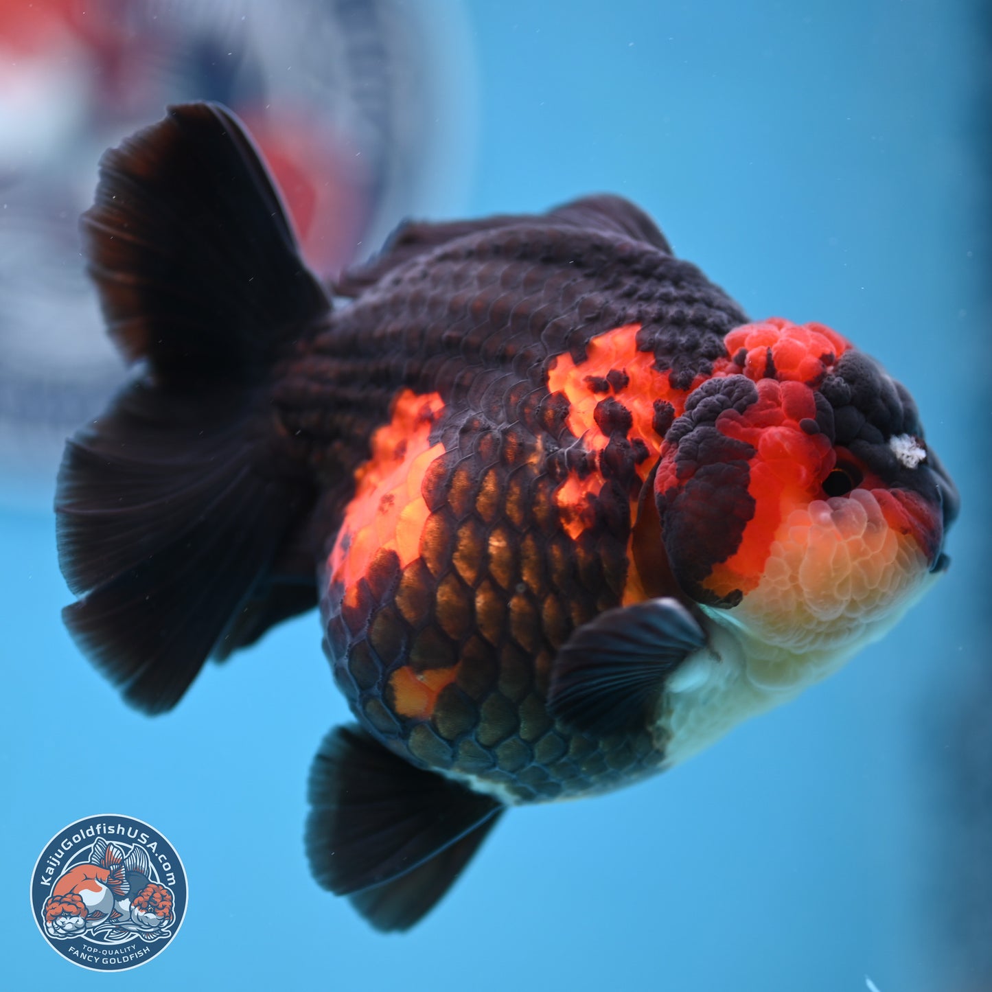 Tricolor YuanBao Oranda 3.5 inches Body - Male (241227_OR17) - Kaiju Goldfish USA