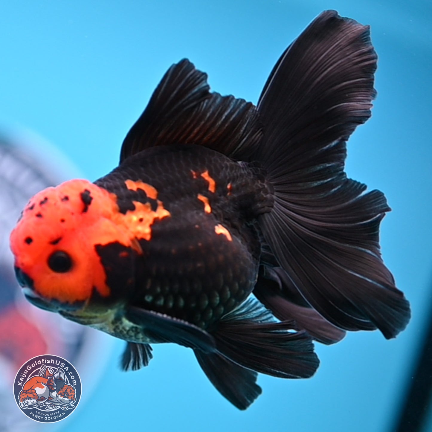 Apache Orchid Tail Oranda 3in Body (240816_OR17) - Kaiju Goldfish USA