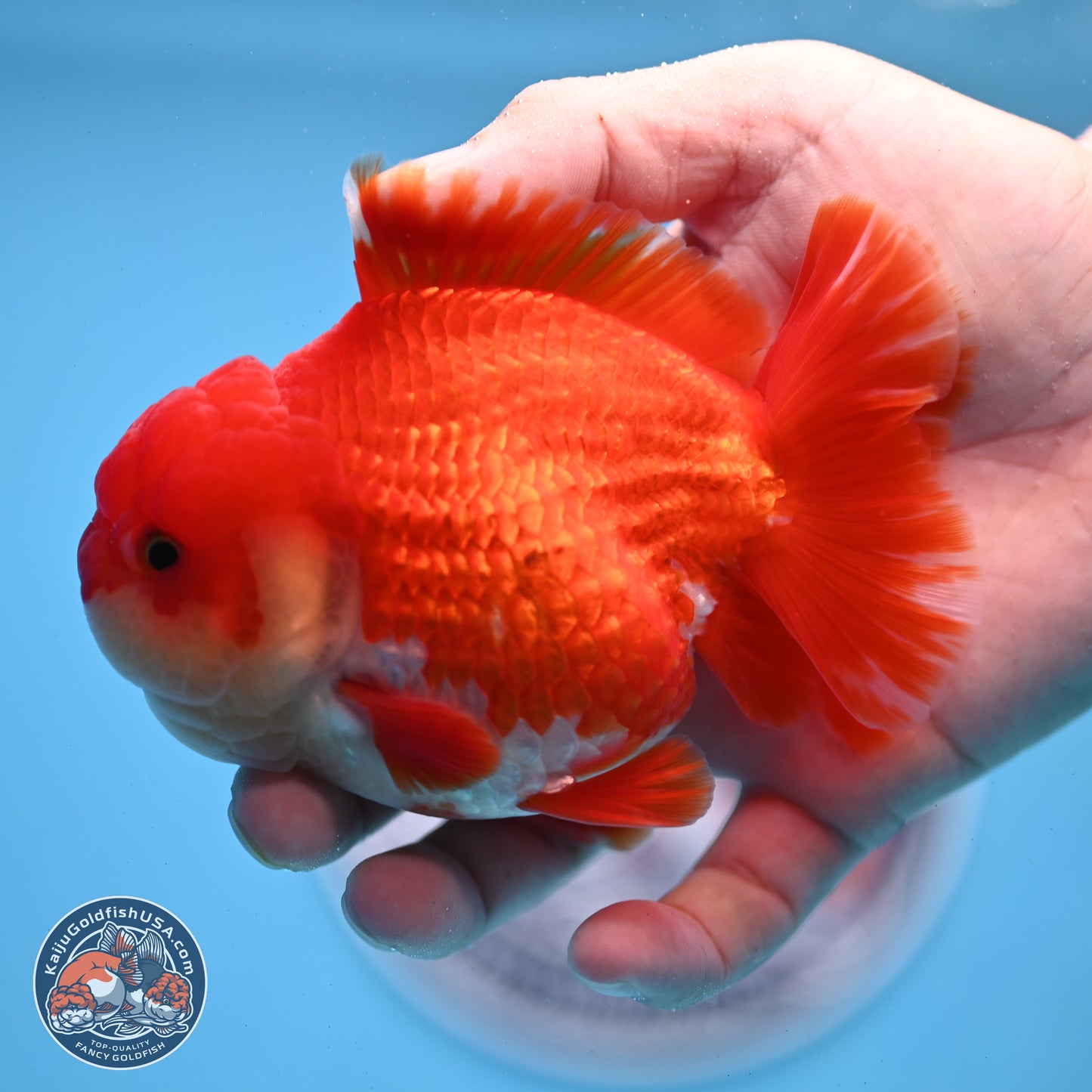 Red White YuanBao Oranda 3.5 inches Body - Male (250307_OR17)