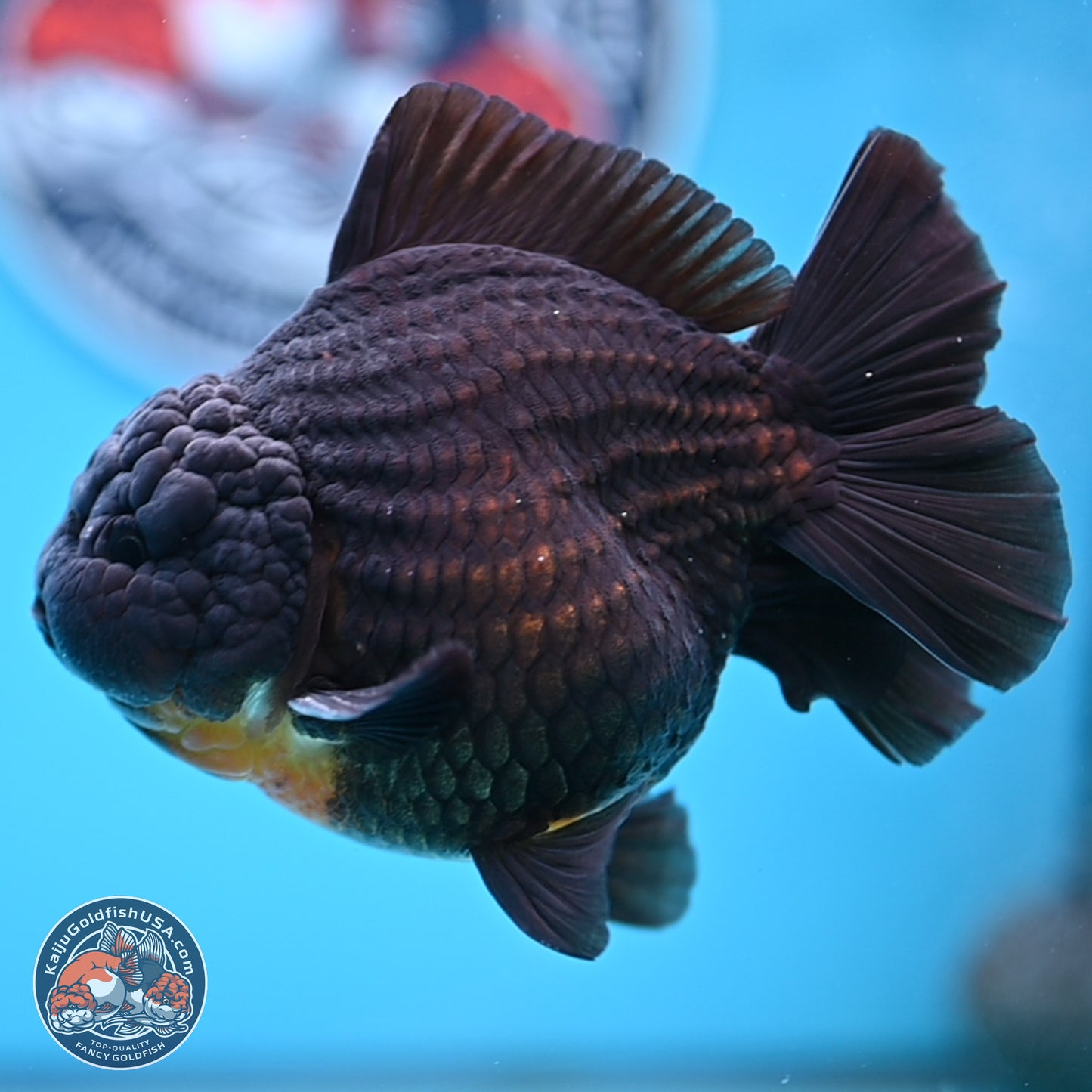 Black YuanBao Oranda 4 inches Body - Male (250314_OR17)