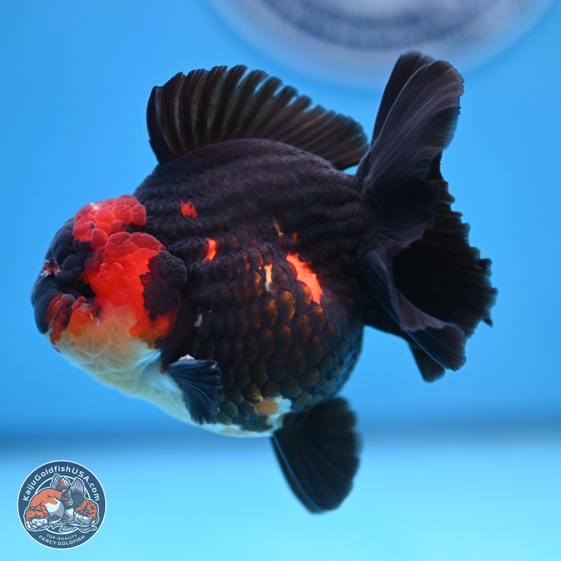 Tricolor YuanBao Oranda 3.5 inches Body - Male (241227_OR17) - Kaiju Goldfish USA