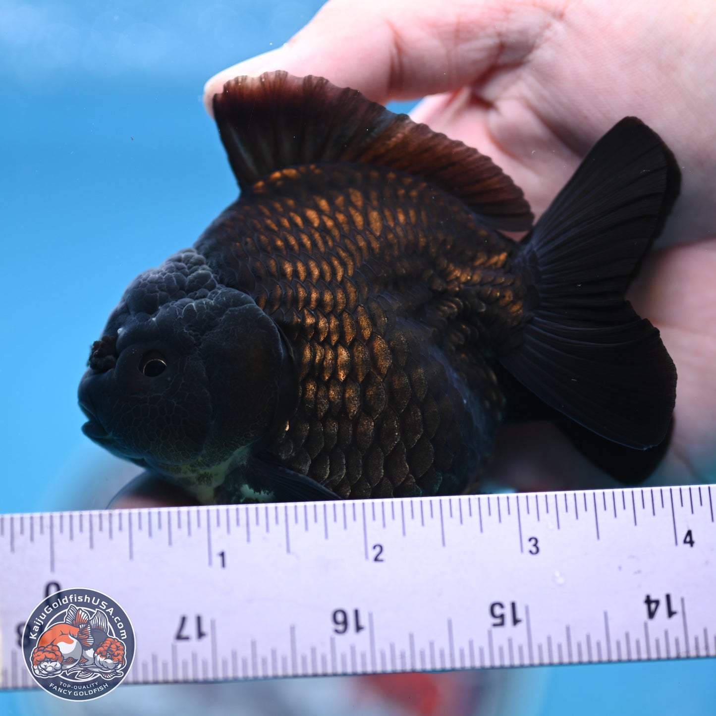 Shogun Jet Black Oranda 3.25 inches Body - Male (250328_OR17)