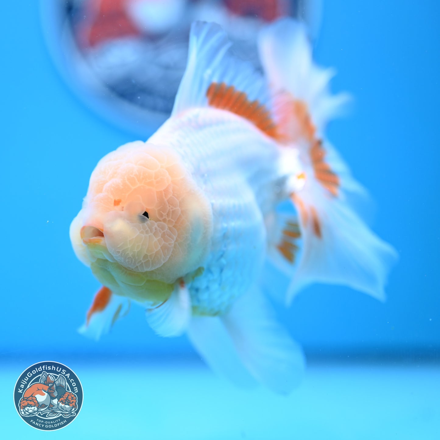 Lemon Head Red White Rose Tail Oranda 4-6 inches (240906_OR17) - Kaiju Goldfish USA