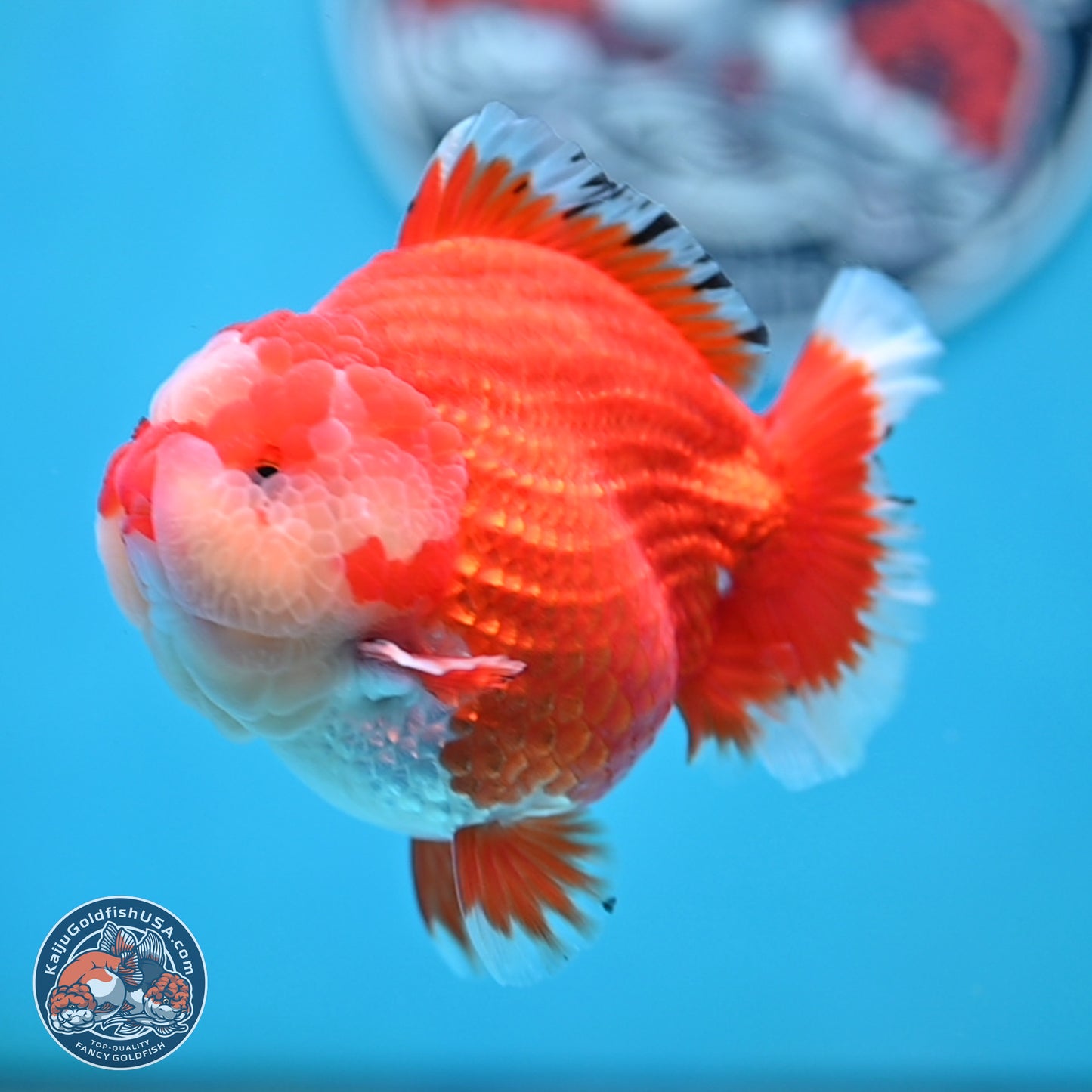 Jade Seal Red White YuanBao Oranda 3.5 inches Body - Male (250214_OR17)