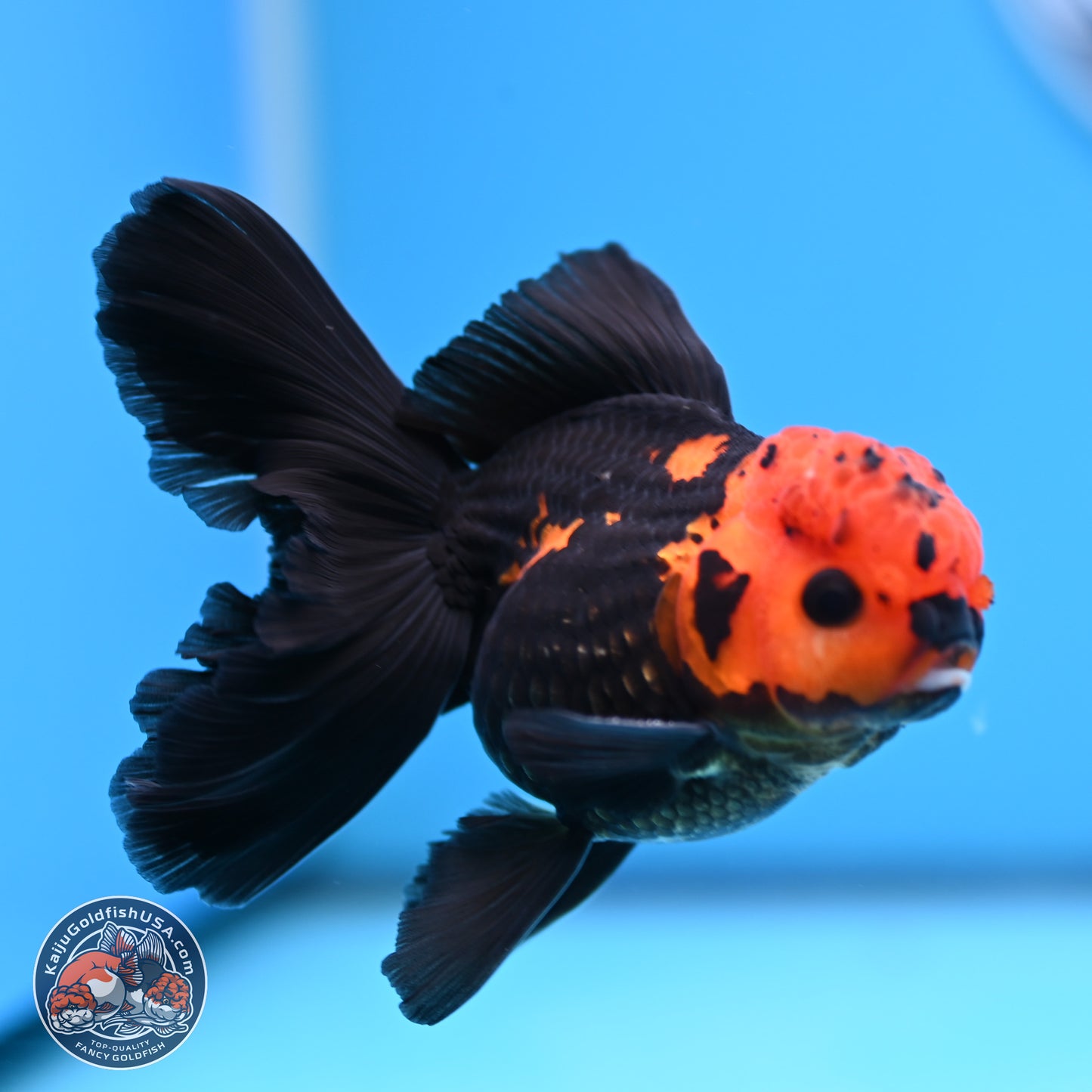 Apache Orchid Tail Oranda 3in Body (240816_OR17) - Kaiju Goldfish USA