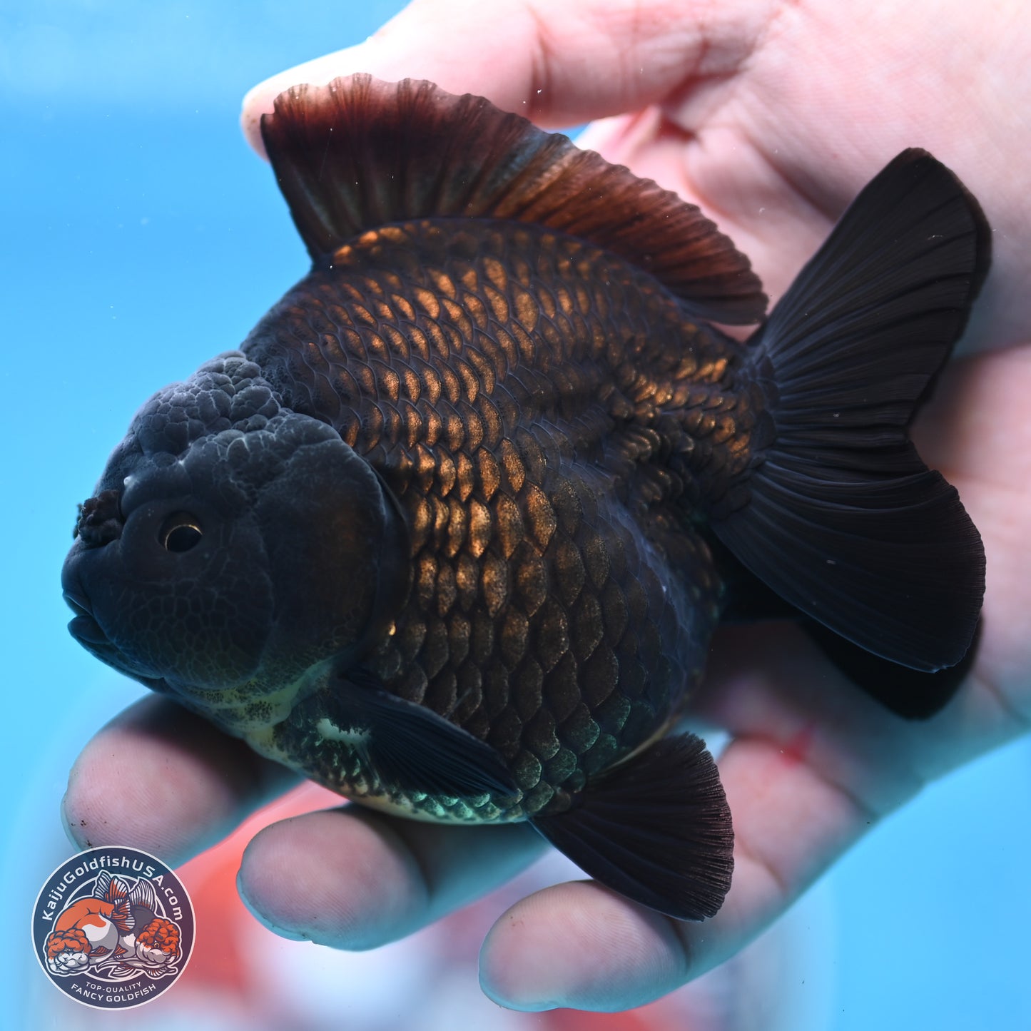 Shogun Jet Black Oranda 3.25 inches Body - Male (250328_OR17)