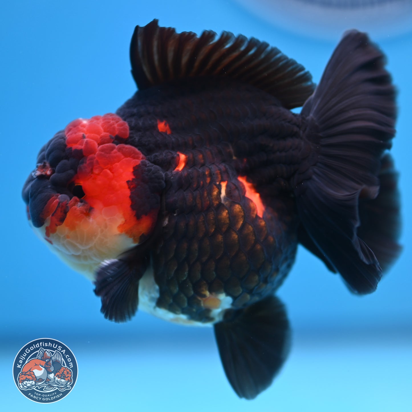 Tricolor YuanBao Oranda 3.5 inches Body - Male (241227_OR17) - Kaiju Goldfish USA