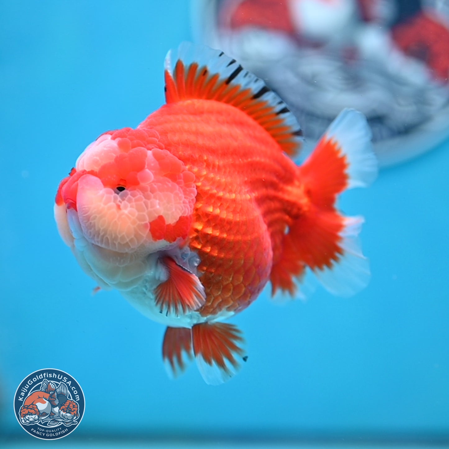 Jade Seal Red White YuanBao Oranda 3.5 inches Body - Male (250214_OR17)