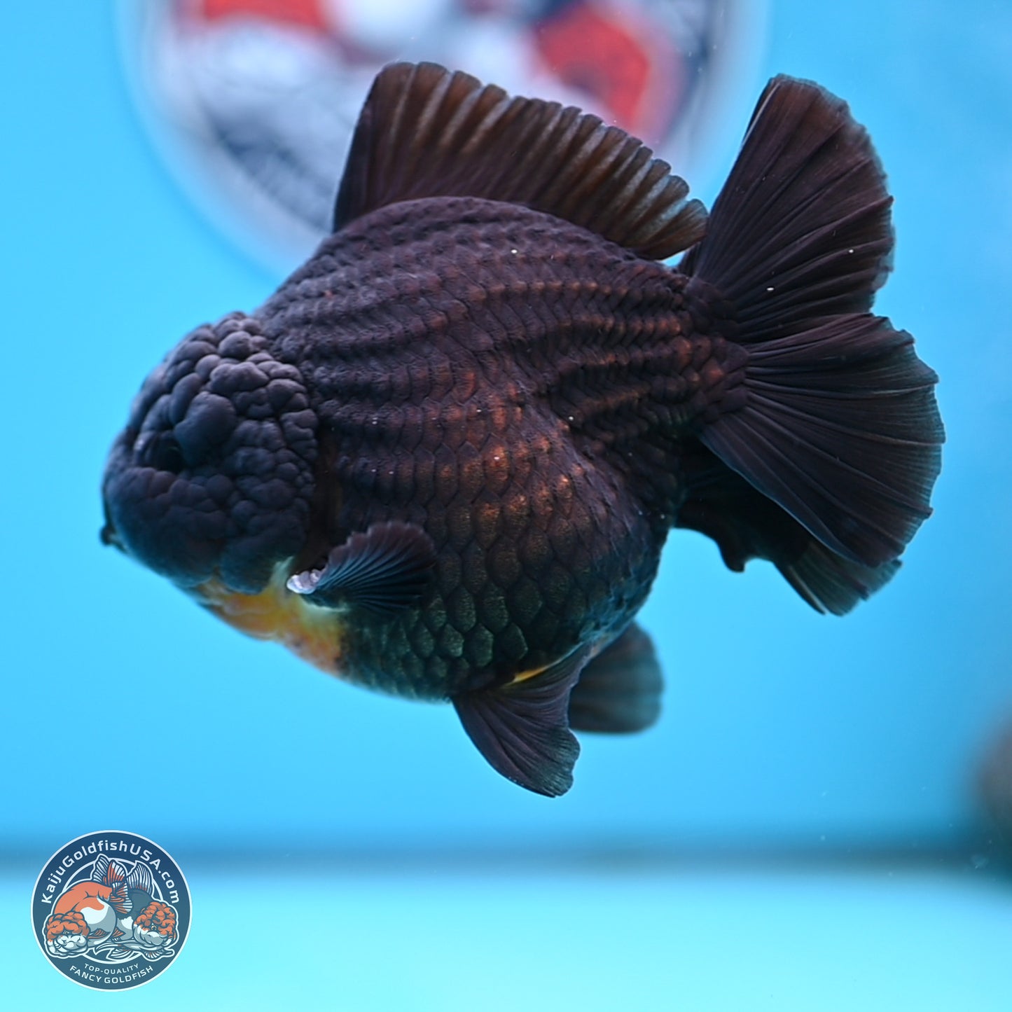 Black YuanBao Oranda 4 inches Body - Male (250314_OR17)