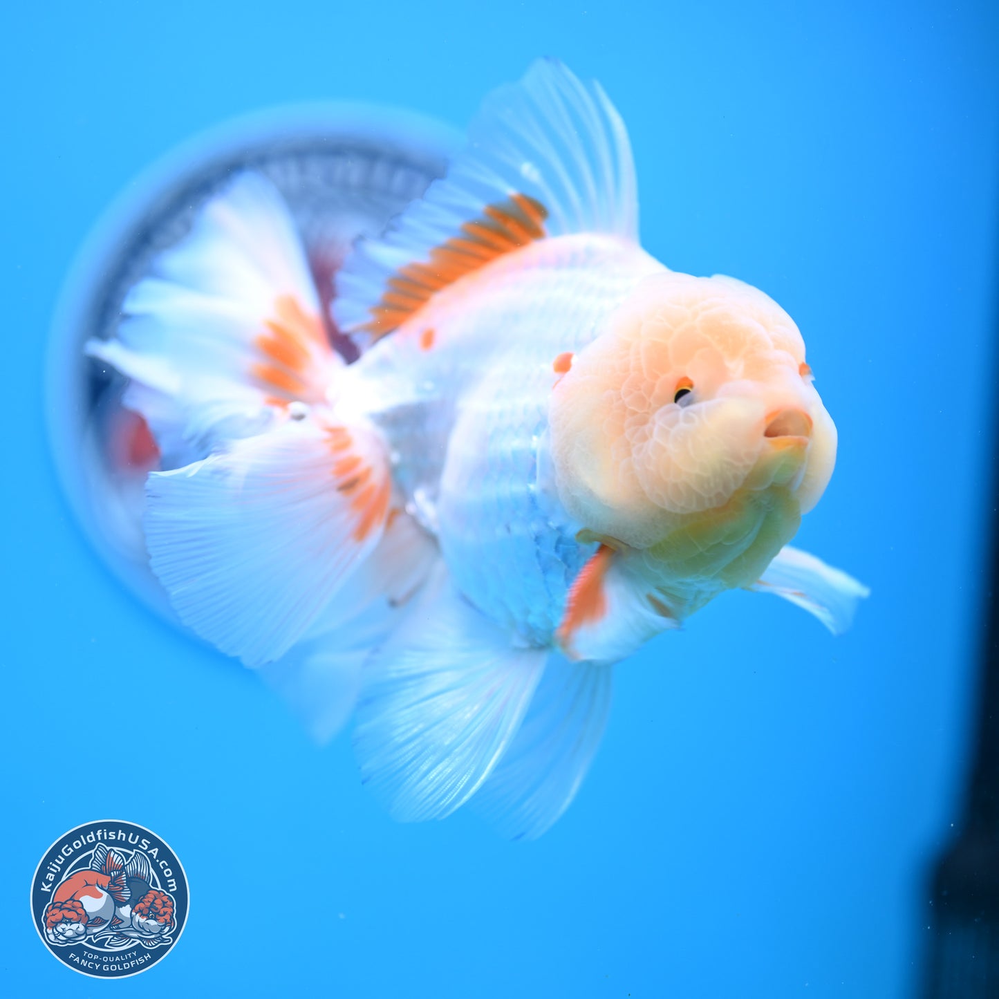 Lemon Head Red White Rose Tail Oranda 4-6 inches (240906_OR17) - Kaiju Goldfish USA