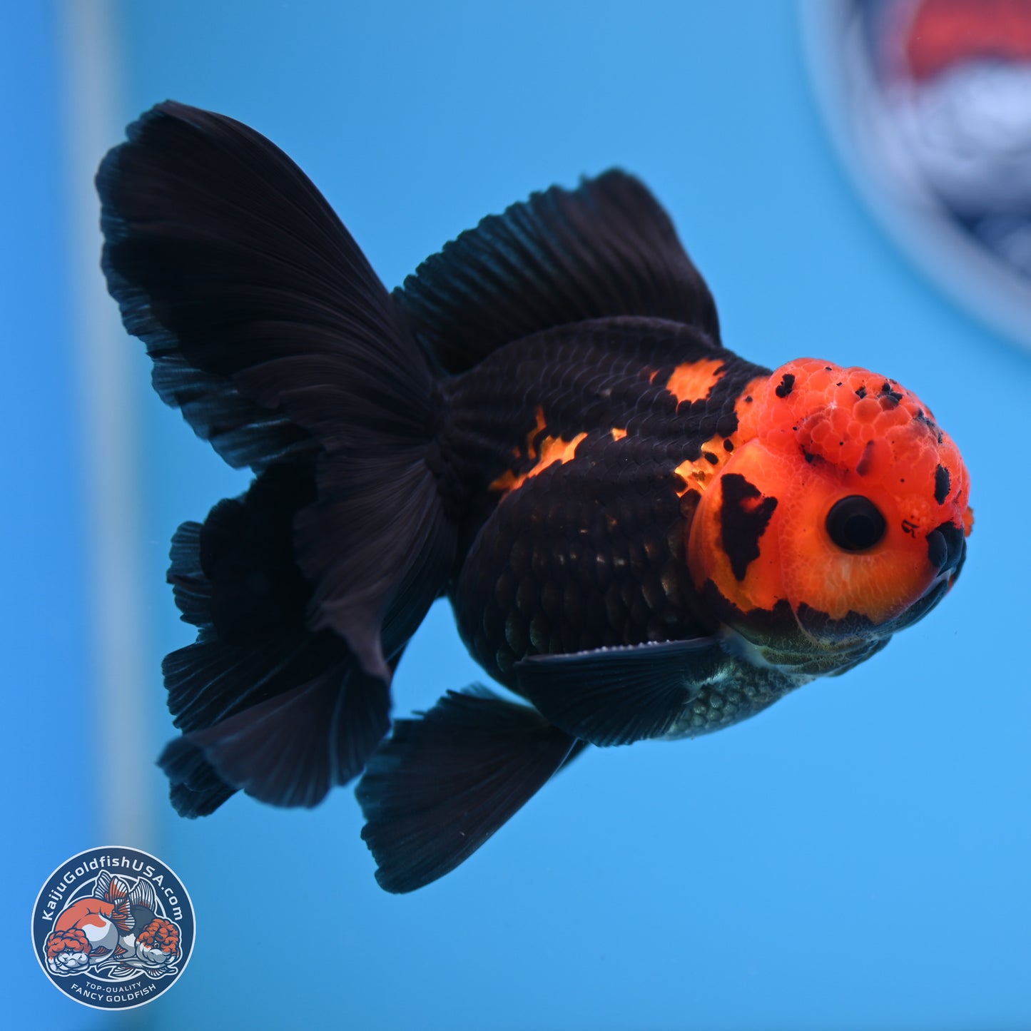 Apache Orchid Tail Oranda 3in Body (240816_OR17) - Kaiju Goldfish USA