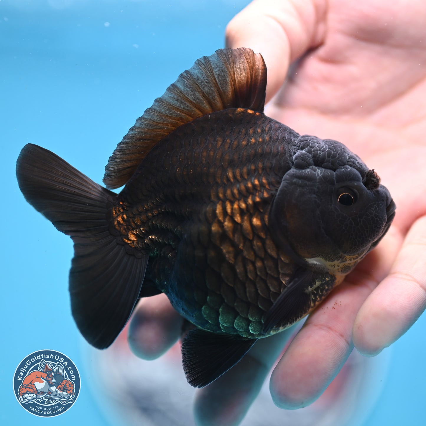Shogun Jet Black Oranda 3.25 inches Body - Male (250328_OR17)