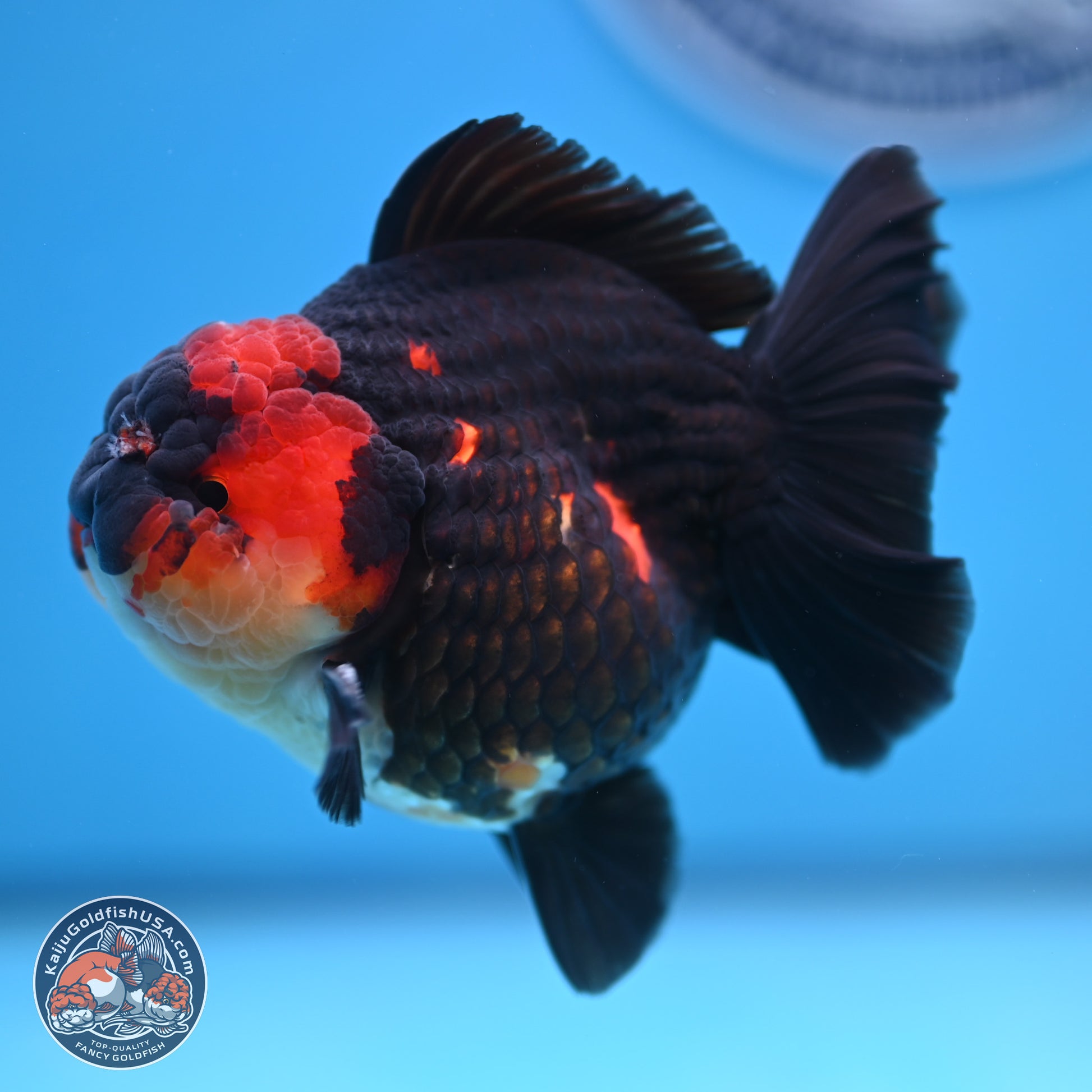 Tricolor YuanBao Oranda 3.5 inches Body - Male (241227_OR17) - Kaiju Goldfish USA