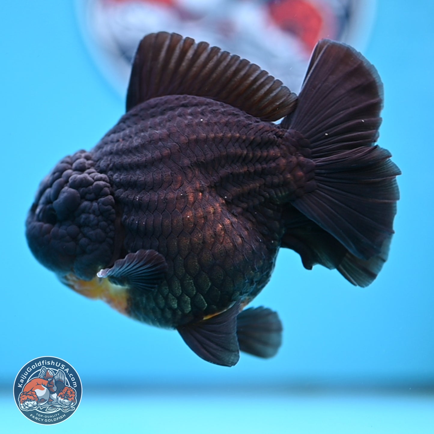 Black YuanBao Oranda 4 inches Body - Male (250314_OR17)