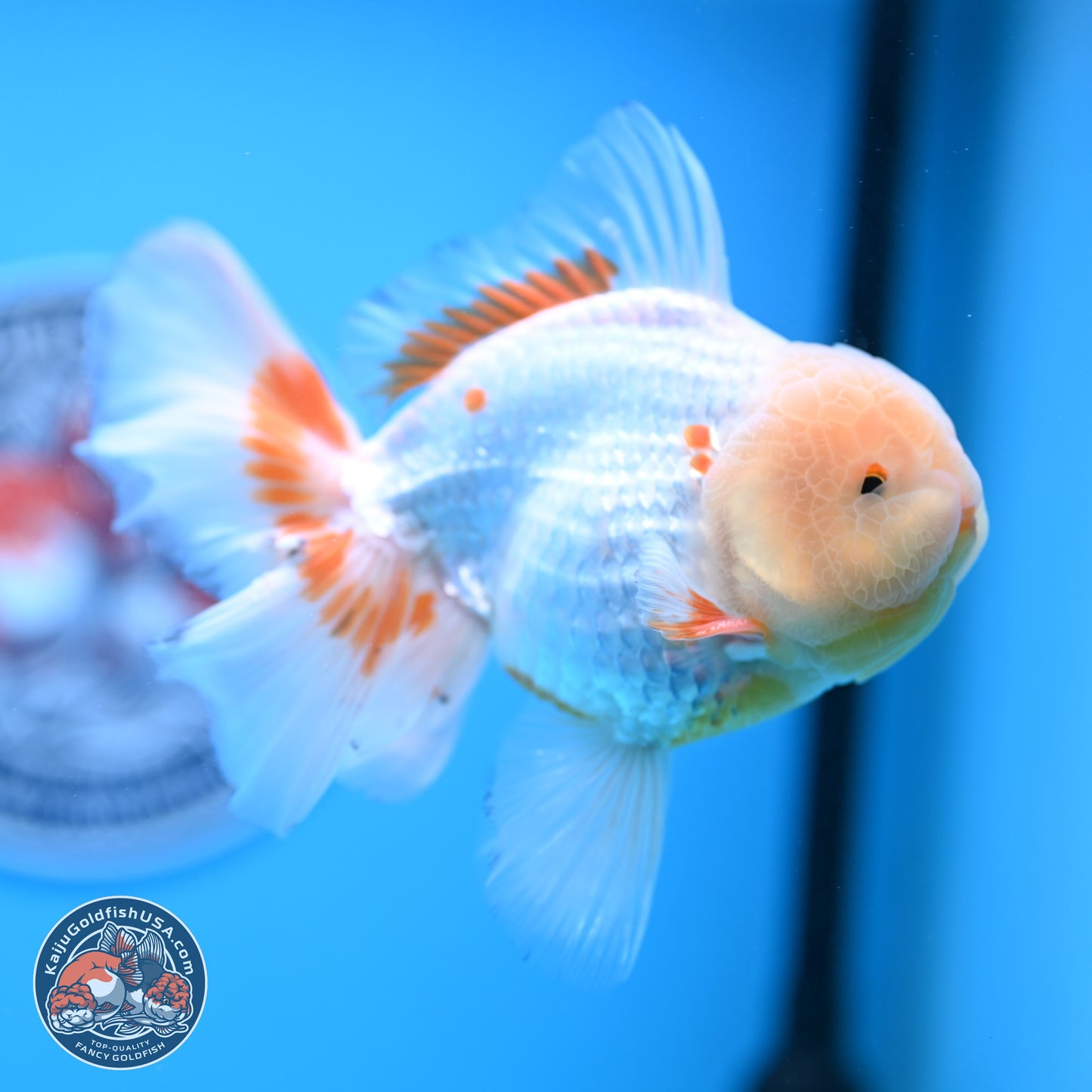 Lemon Head Red White Rose Tail Oranda 4-6 inches (240906_OR17) - Kaiju Goldfish USA