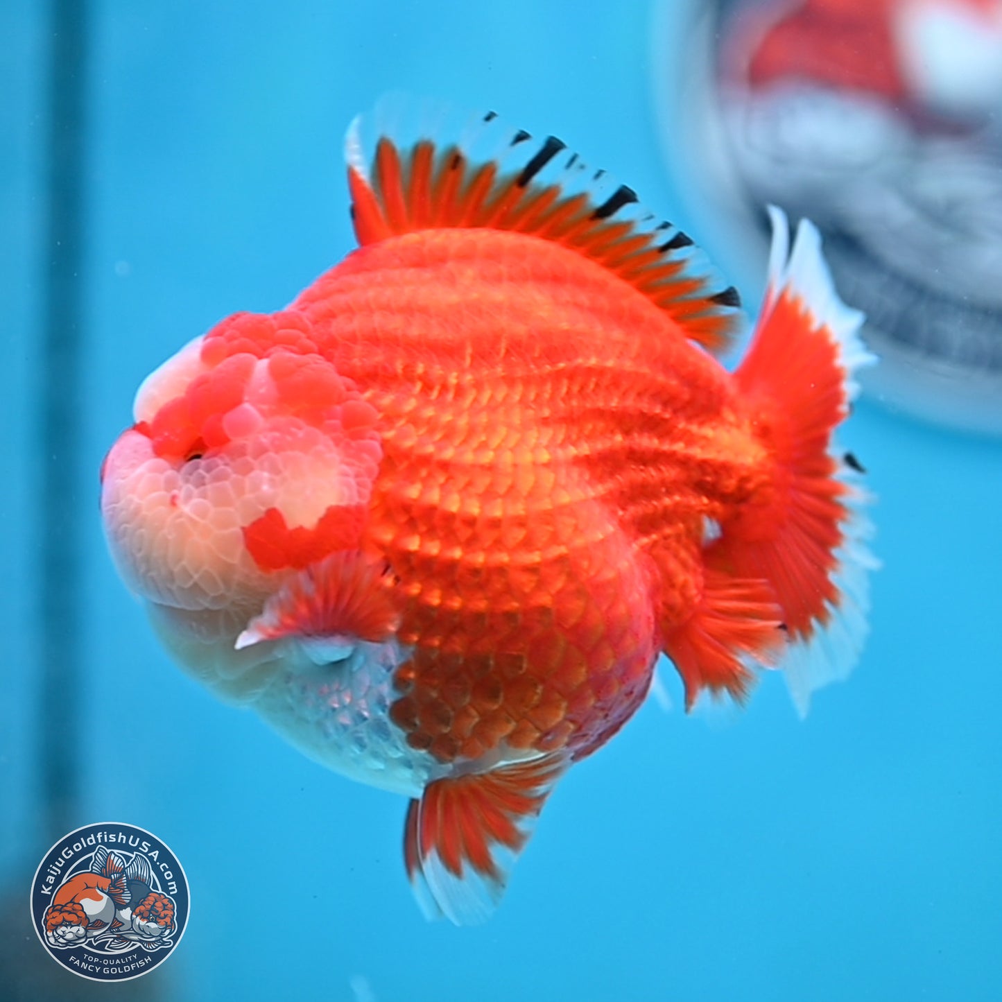 Jade Seal Red White YuanBao Oranda 3.5 inches Body - Male (250214_OR17)