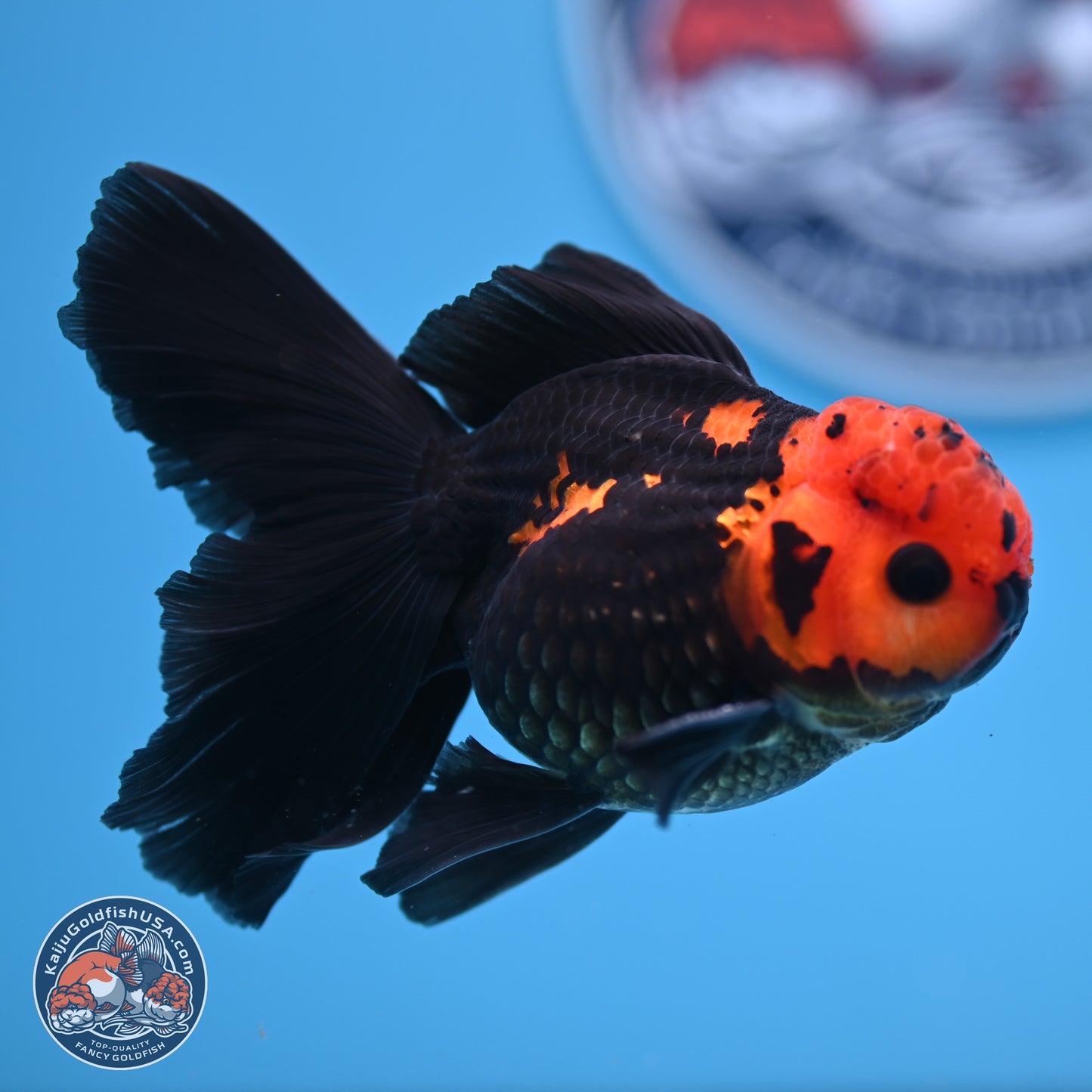 Apache Orchid Tail Oranda 3in Body (240816_OR17) - Kaiju Goldfish USA