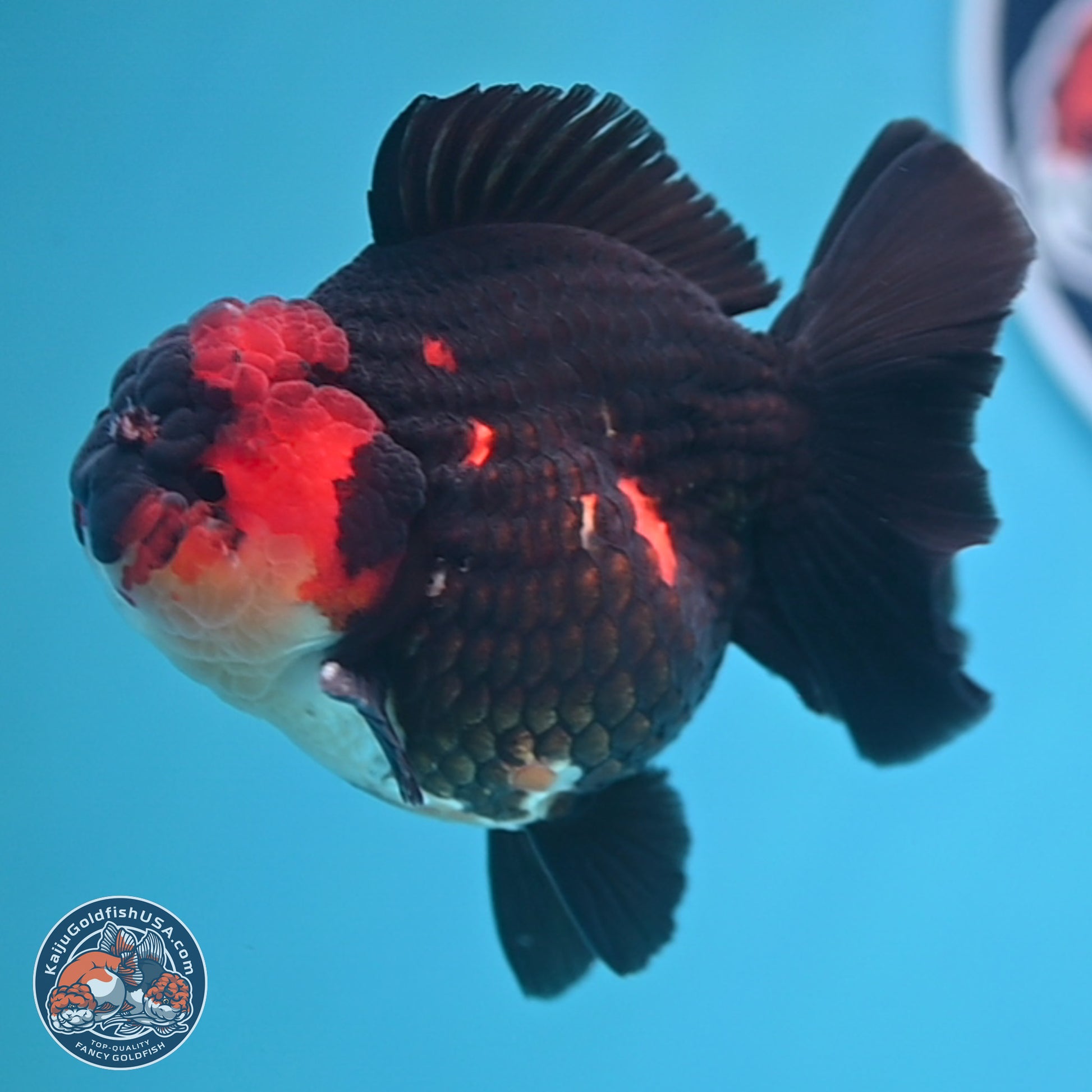 Tricolor YuanBao Oranda 3.5 inches Body - Male (241227_OR17) - Kaiju Goldfish USA