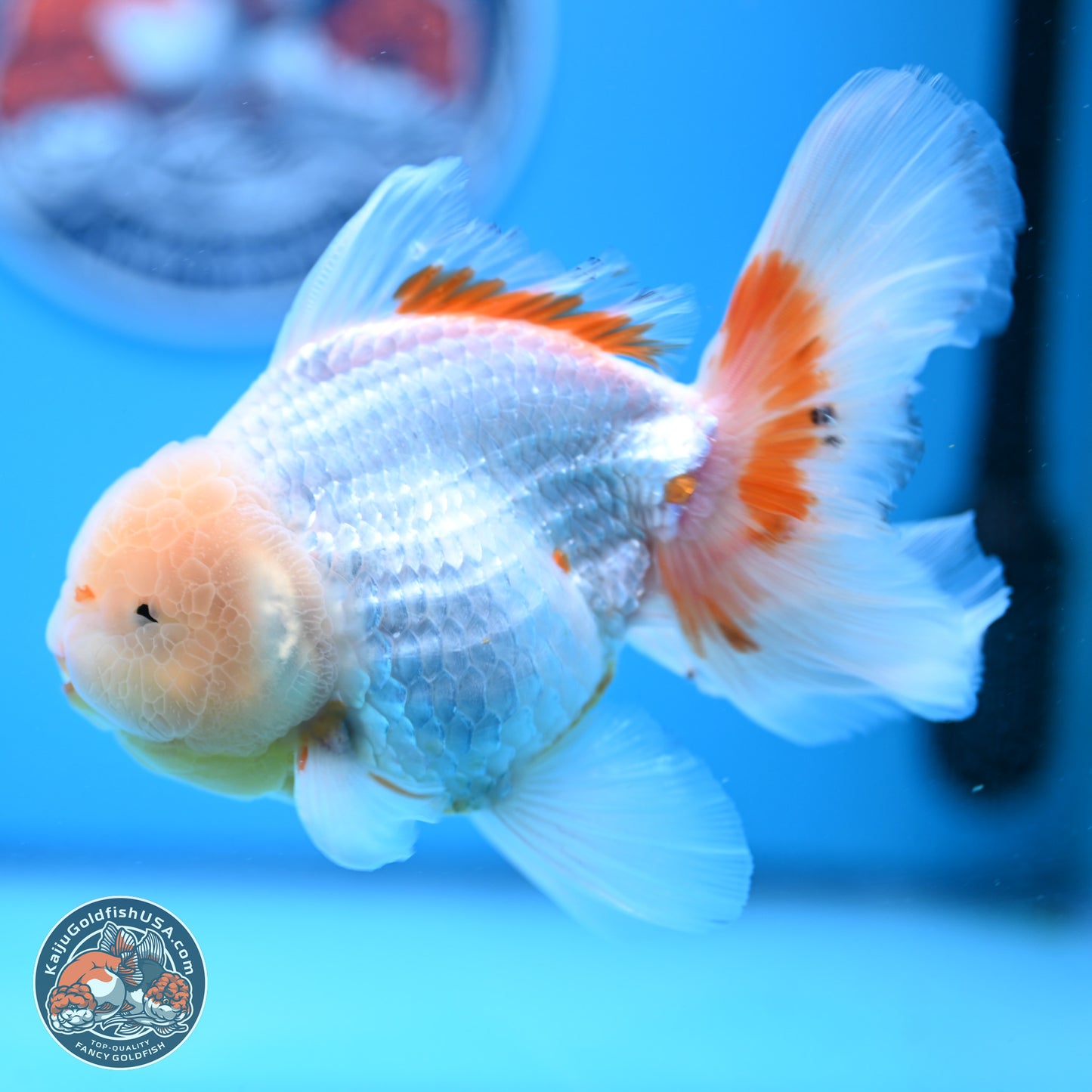 Lemon Head Red White Rose Tail Oranda 4-6 inches (240906_OR17) - Kaiju Goldfish USA