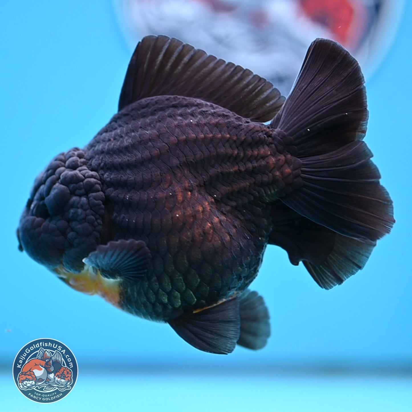 Black YuanBao Oranda 4 inches Body - Male (250314_OR17)