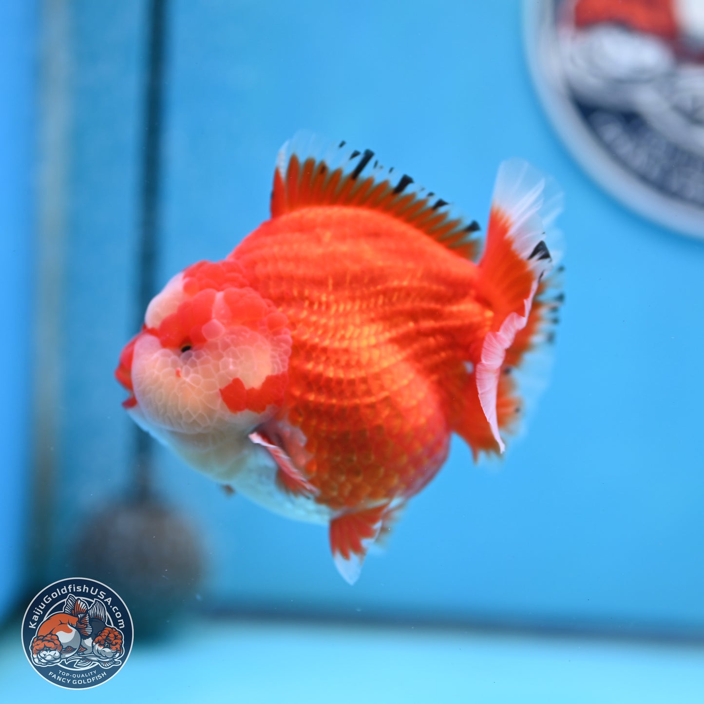 Jade Seal Red White YuanBao Oranda 3.5 inches Body - Male (250214_OR17)