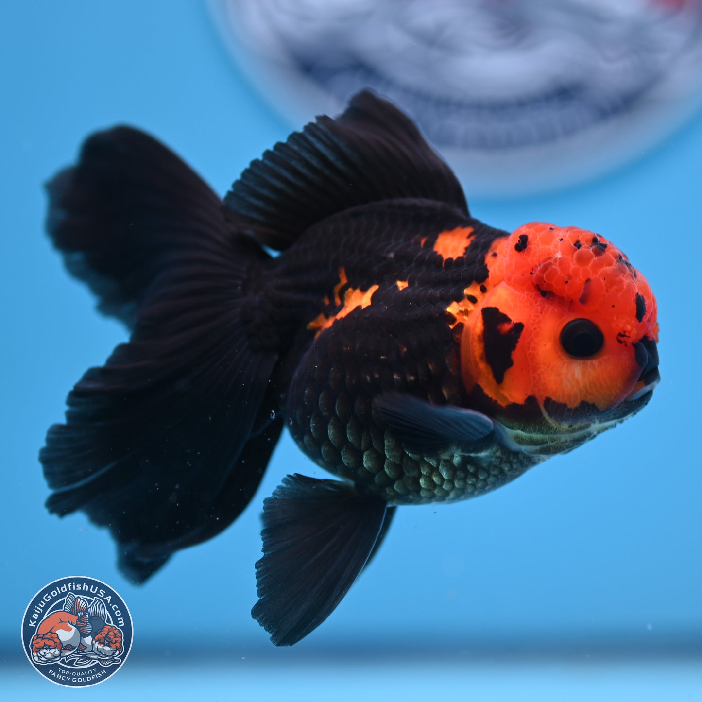 Apache Orchid Tail Oranda 3in Body (240816_OR17) - Kaiju Goldfish USA