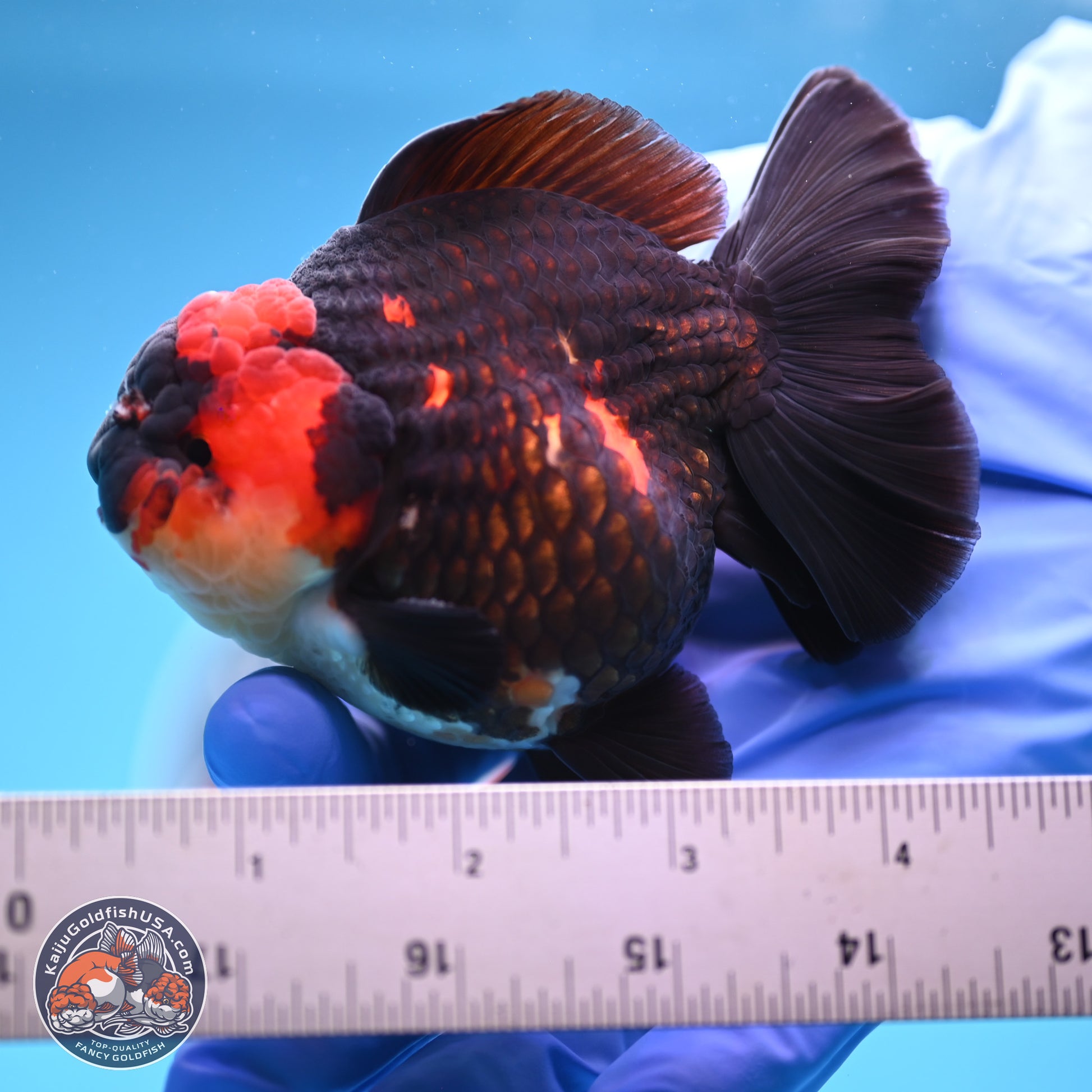 Tricolor YuanBao Oranda 3.5 inches Body - Male (241227_OR17) - Kaiju Goldfish USA