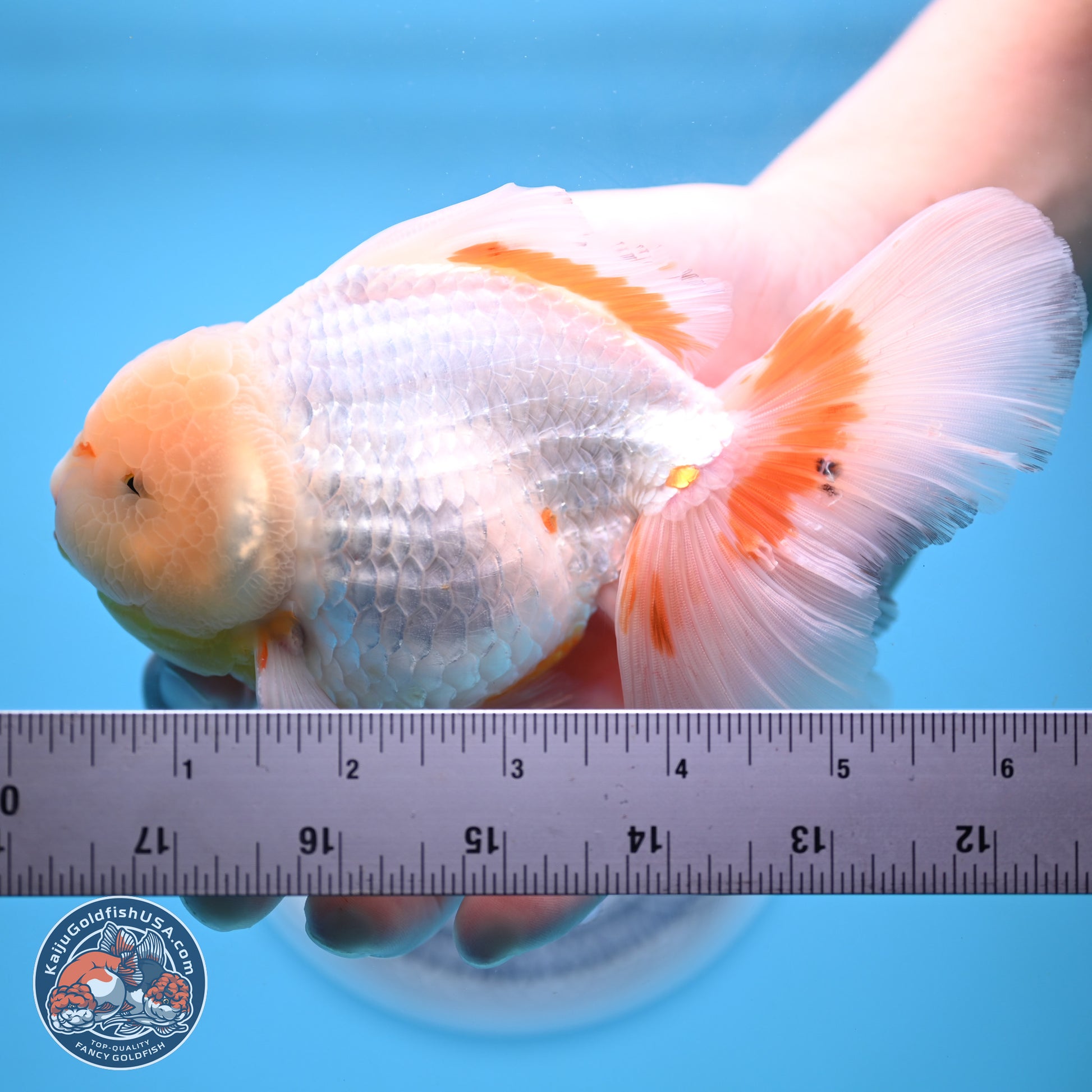 Lemon Head Red White Rose Tail Oranda 4-6 inches (240906_OR17) - Kaiju Goldfish USA