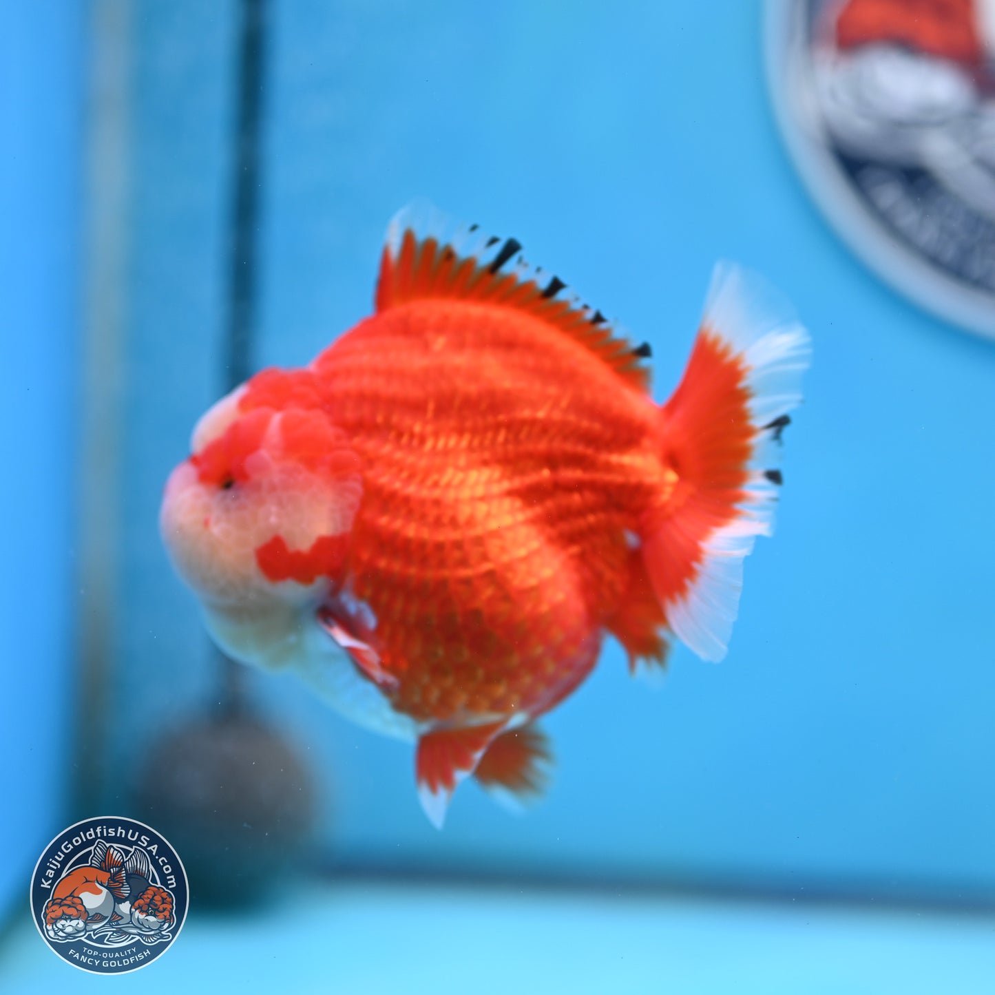 Jade Seal Red White YuanBao Oranda 3.5 inches Body - Male (250214_OR17)