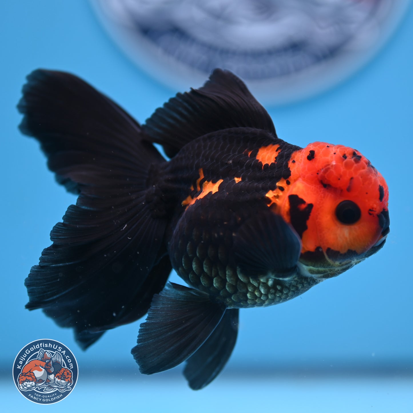 Apache Orchid Tail Oranda 3in Body (240816_OR17) - Kaiju Goldfish USA