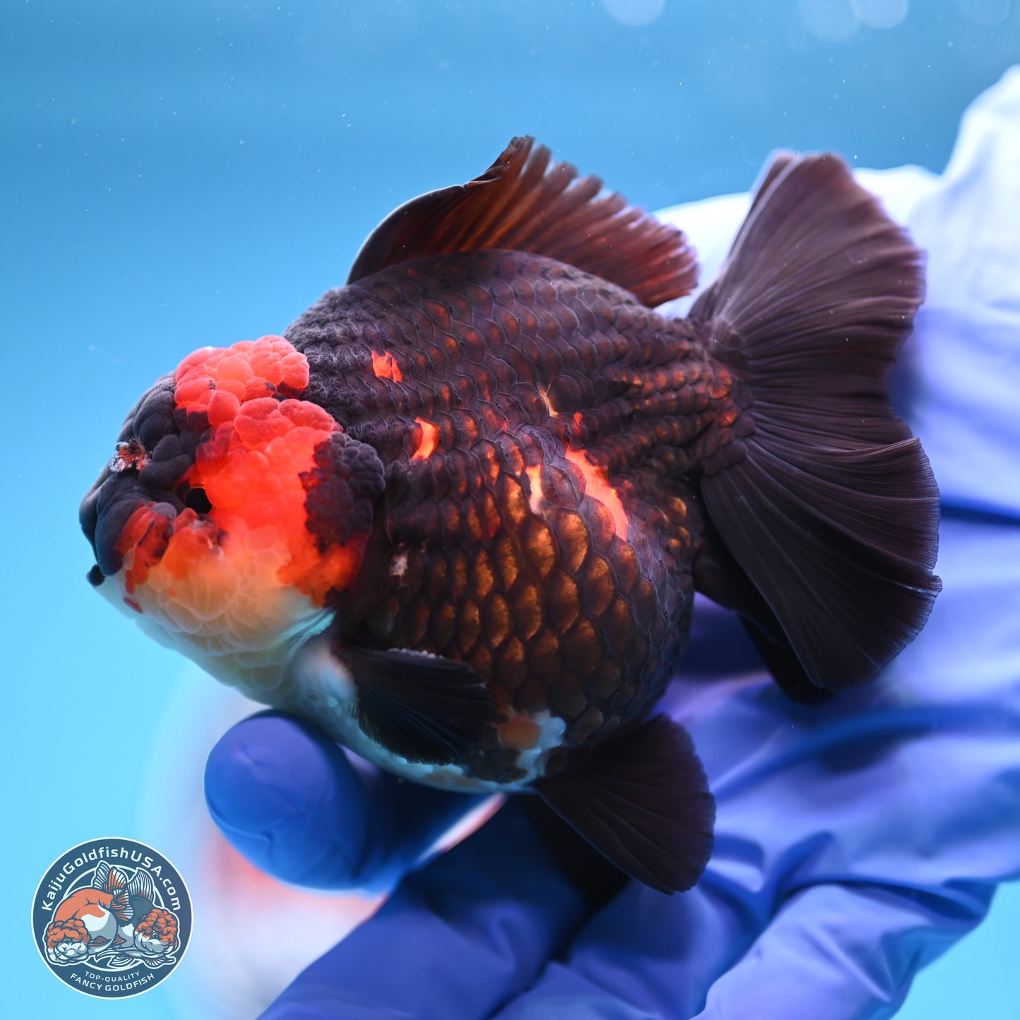 Tricolor YuanBao Oranda 3.5 inches Body - Male (241227_OR17) - Kaiju Goldfish USA