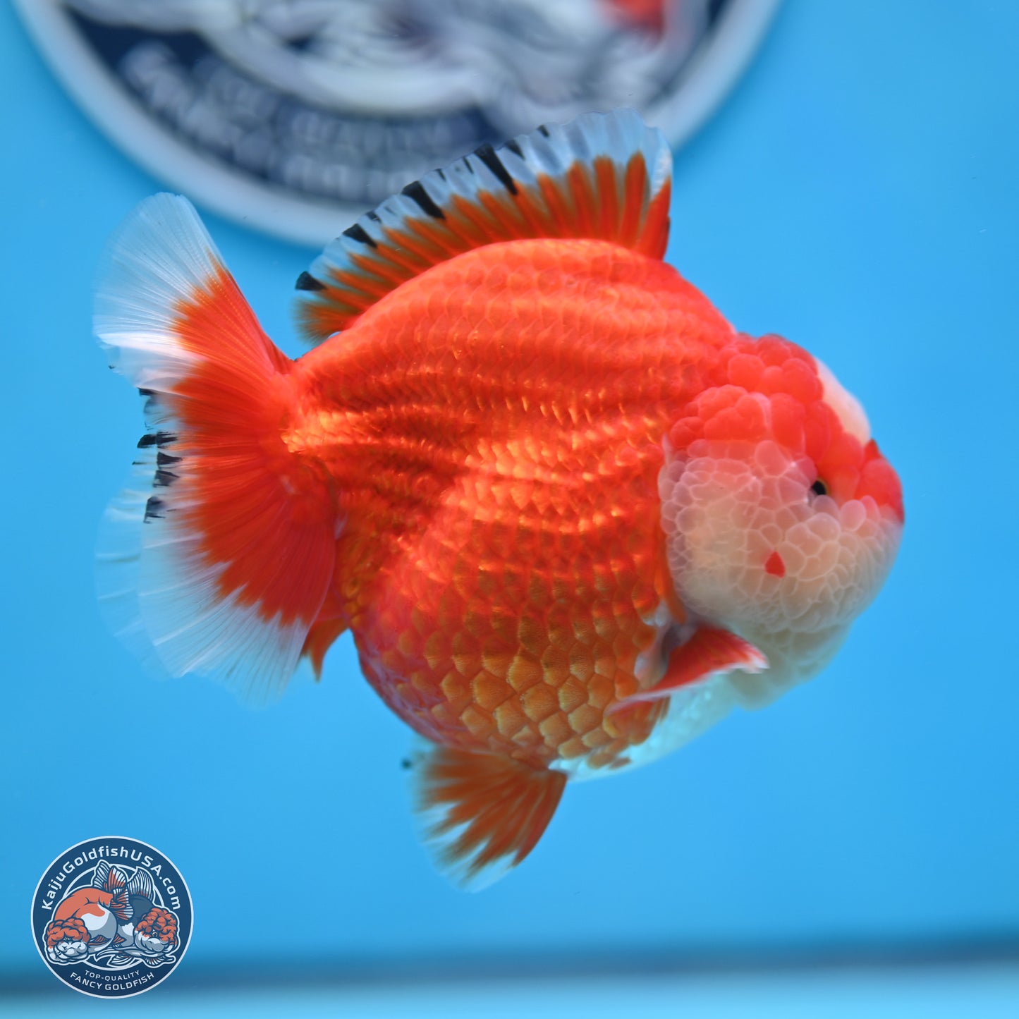 Jade Seal Red White YuanBao Oranda 3.5 inches Body - Male (250214_OR17)