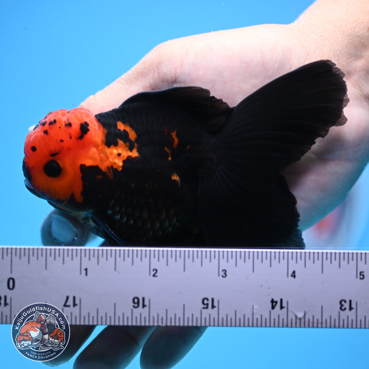 Apache Orchid Tail Oranda 3in Body (240816_OR17) - Kaiju Goldfish USA