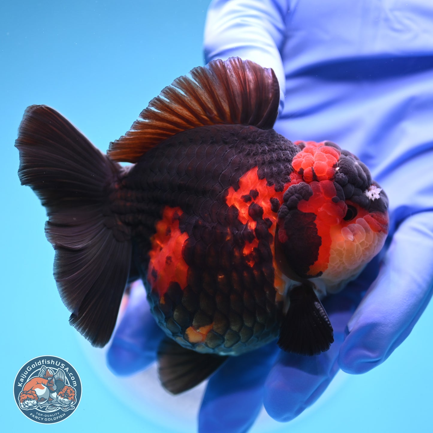 Tricolor YuanBao Oranda 3.5 inches Body - Male (241227_OR17) - Kaiju Goldfish USA