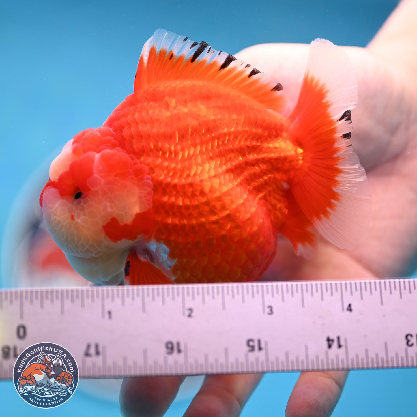 Jade Seal Red White YuanBao Oranda 3.5 inches Body - Male (250214_OR17)