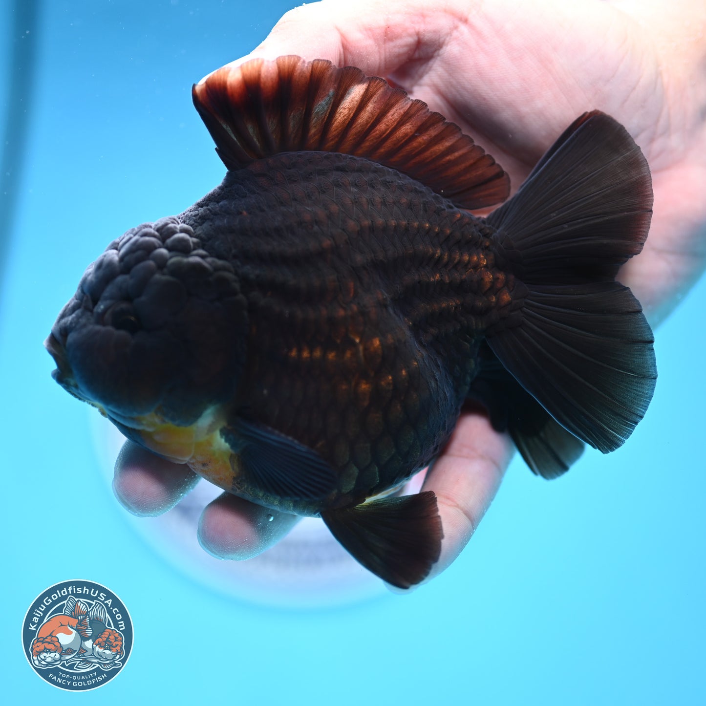 Black YuanBao Oranda 4 inches Body - Male (250314_OR17)