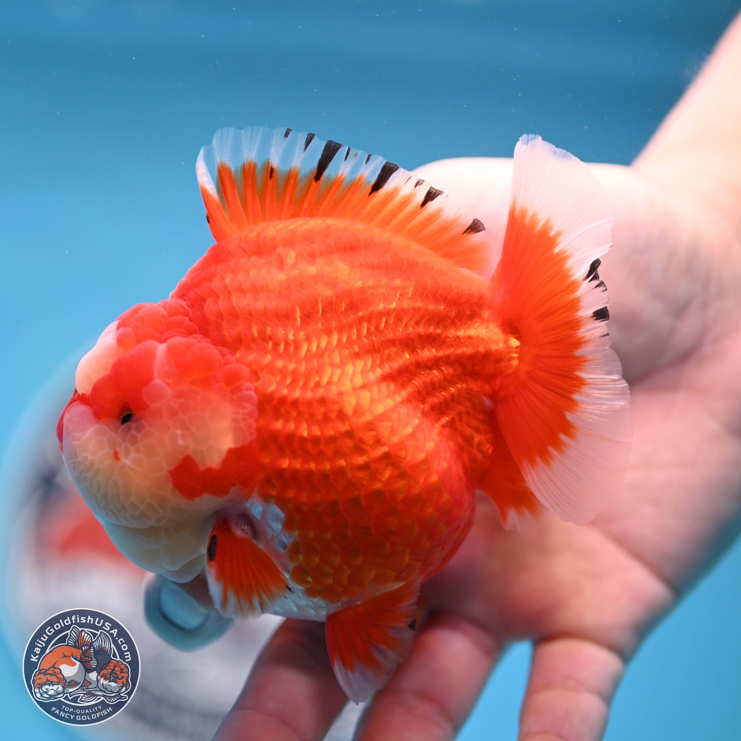 Jade Seal Red White YuanBao Oranda 3.5 inches Body - Male (250214_OR17)