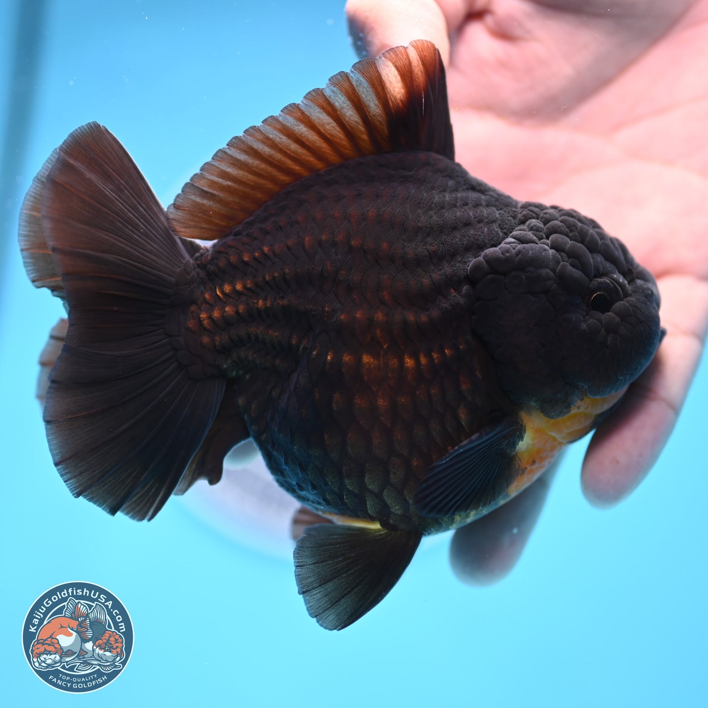 Black YuanBao Oranda 4 inches Body - Male (250314_OR17)