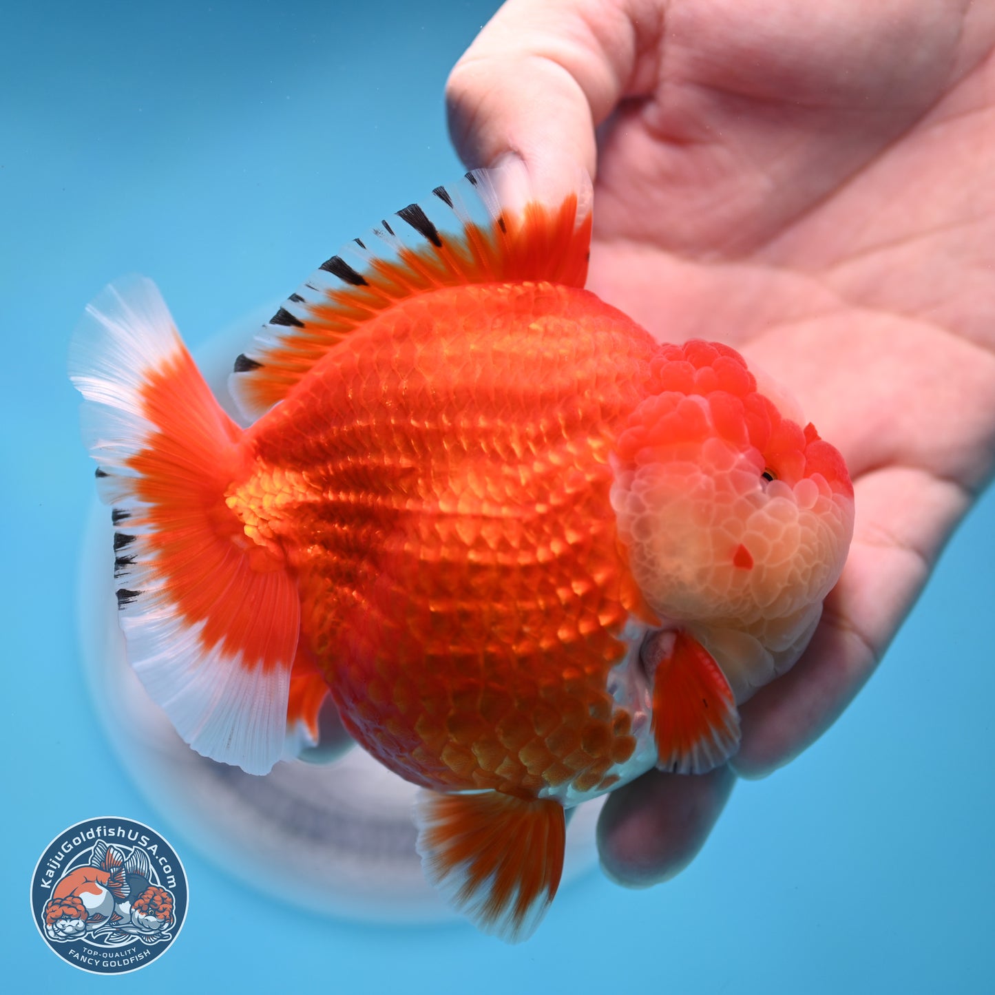 Jade Seal Red White YuanBao Oranda 3.5 inches Body - Male (250214_OR17)