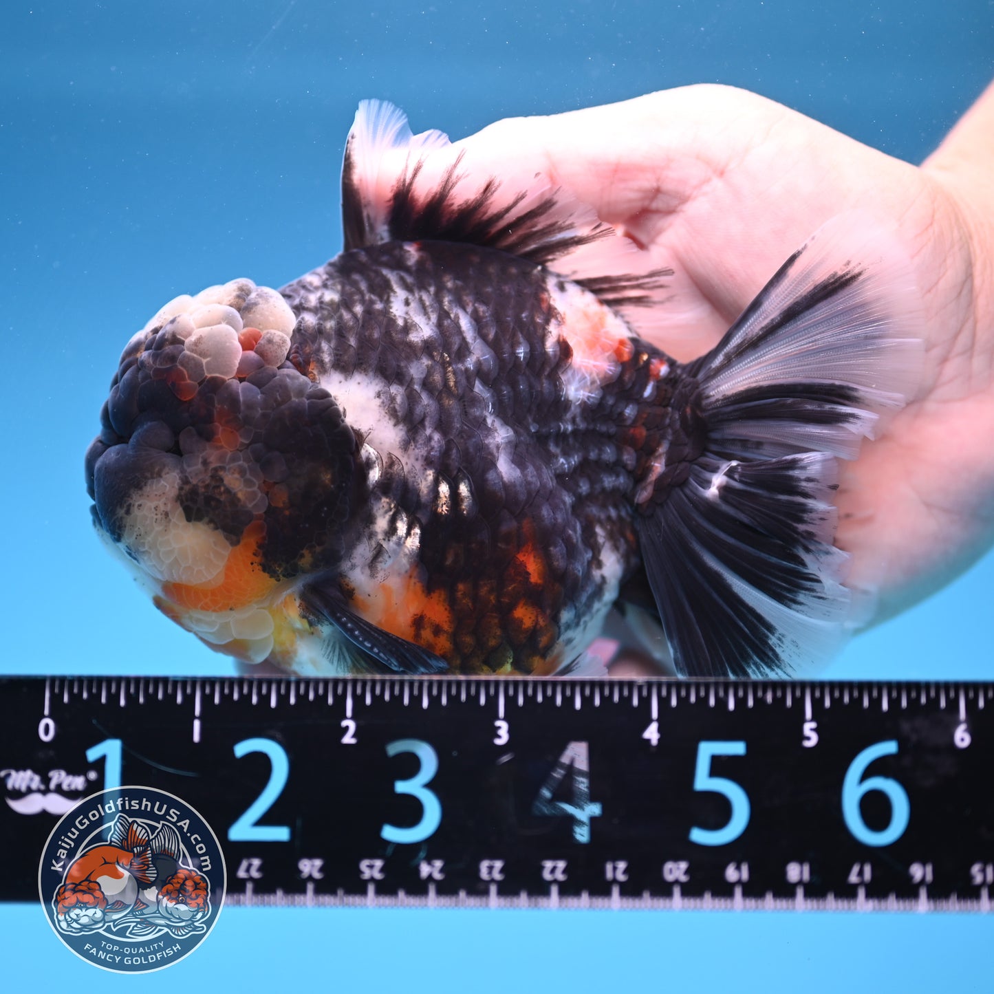Heavy Ink White Oranda 4 inch Body (250905_OR17)