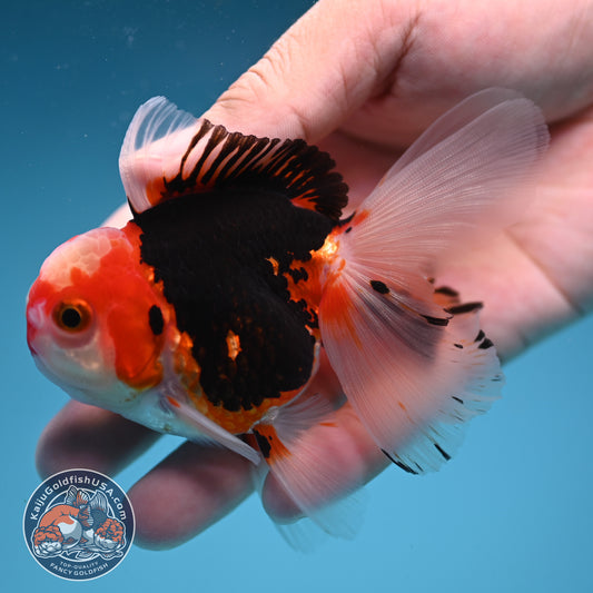 Tricolor Rose Tail Oranda 2.5 inch Body (250822_OR17)