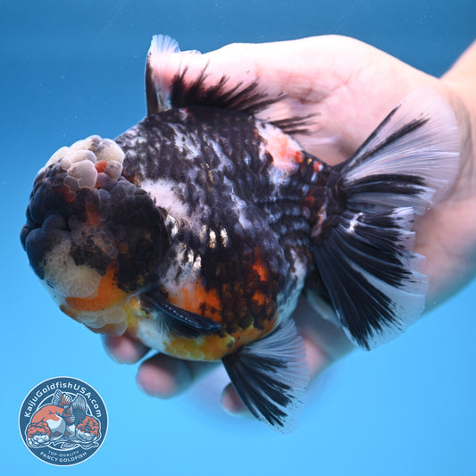 Heavy Ink White Oranda 4 inch Body (250905_OR17)