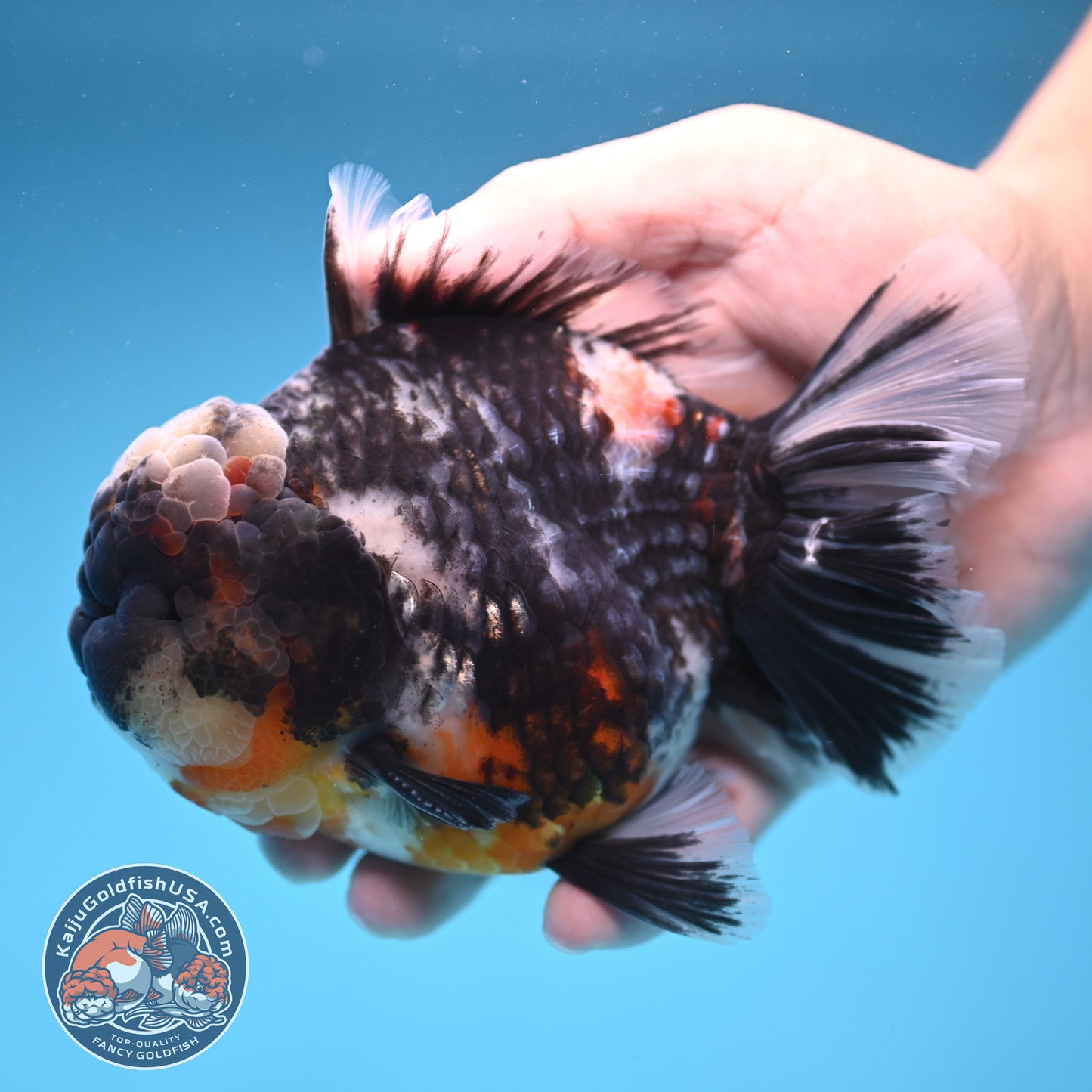 Heavy Ink White Oranda 4 inch Body (250905_OR17)