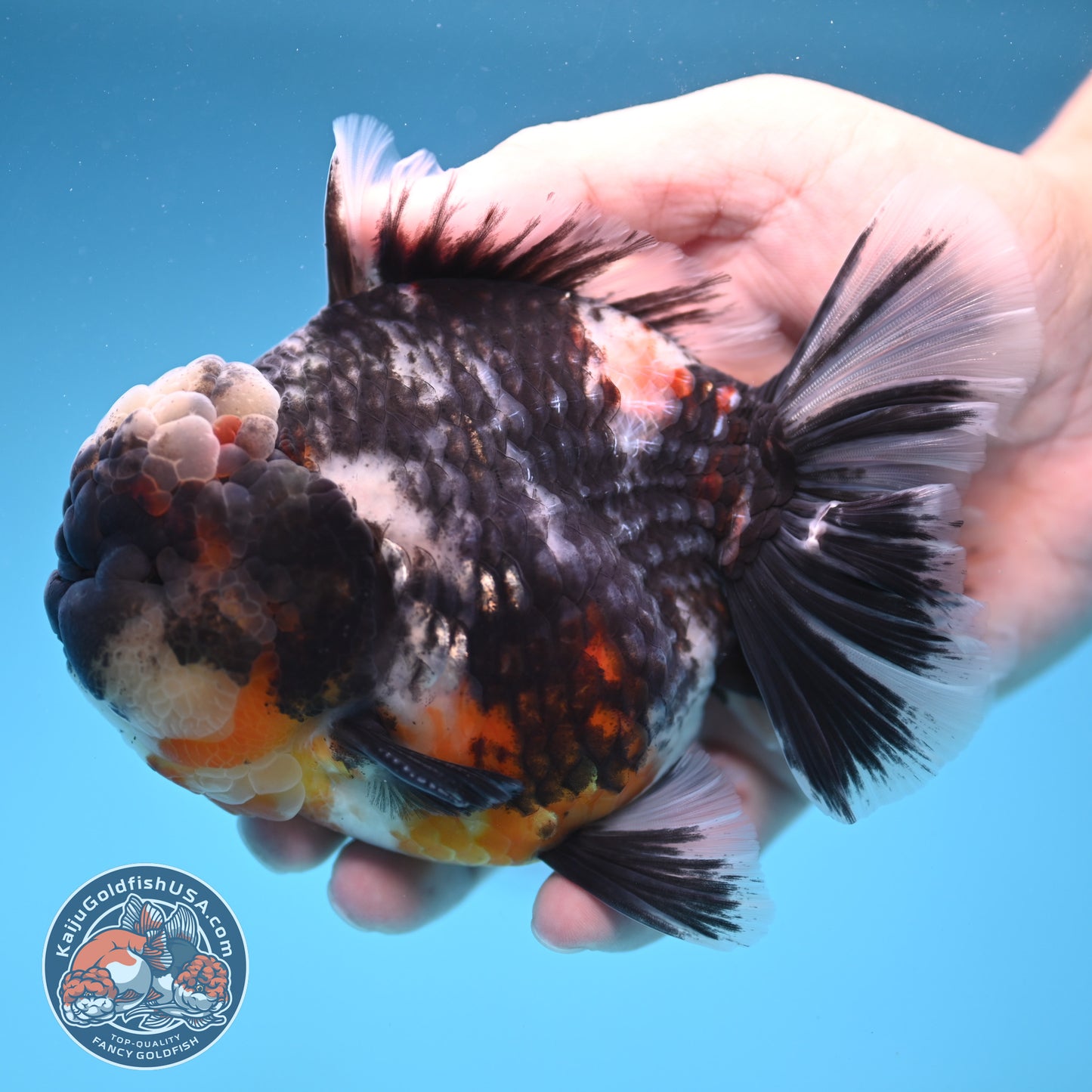 Heavy Ink White Oranda 4 inch Body (250905_OR17)