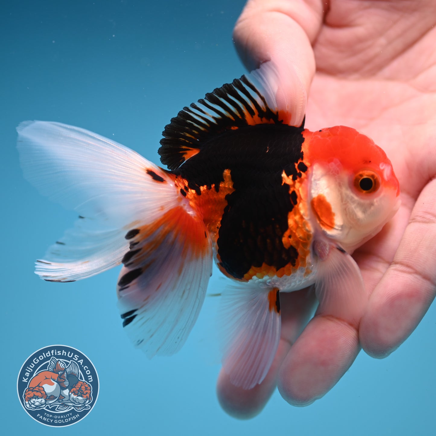 Tricolor Rose Tail Oranda 2.5 inch Body (250822_OR17)