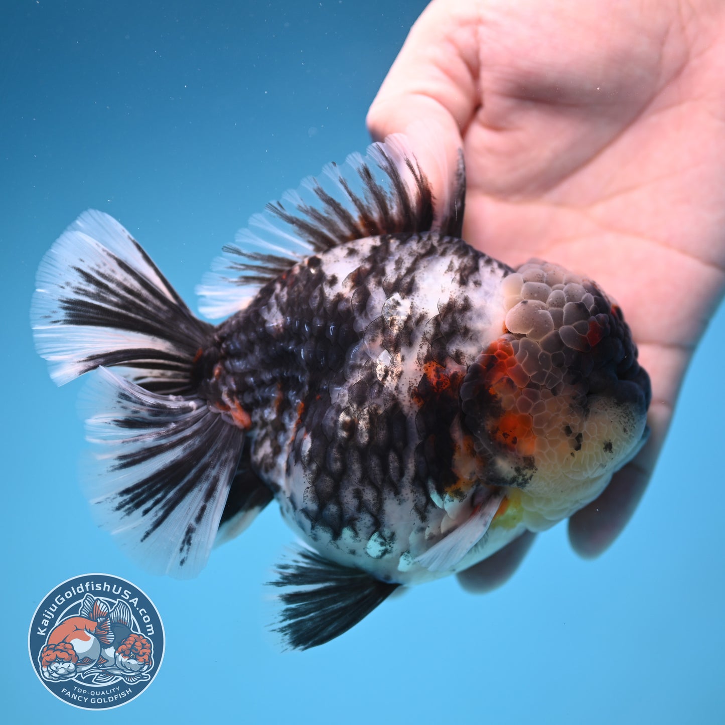 Heavy Ink White Oranda 4 inch Body (250905_OR17)